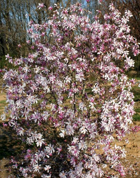 Leonard Messel Magnolia