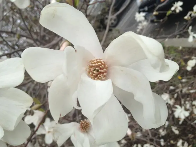 Dr. Merrill Magnolia