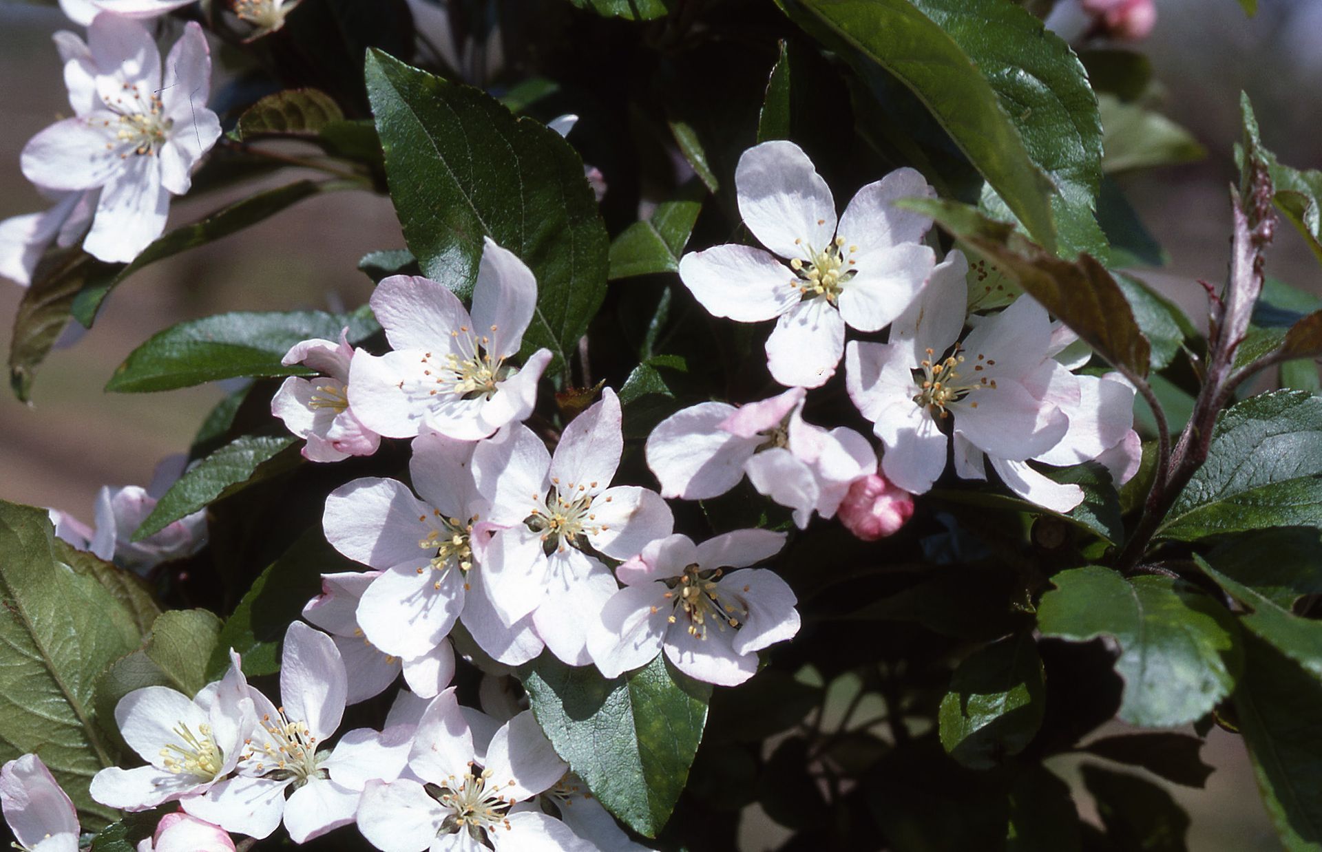Harvest Gold® Crabapple