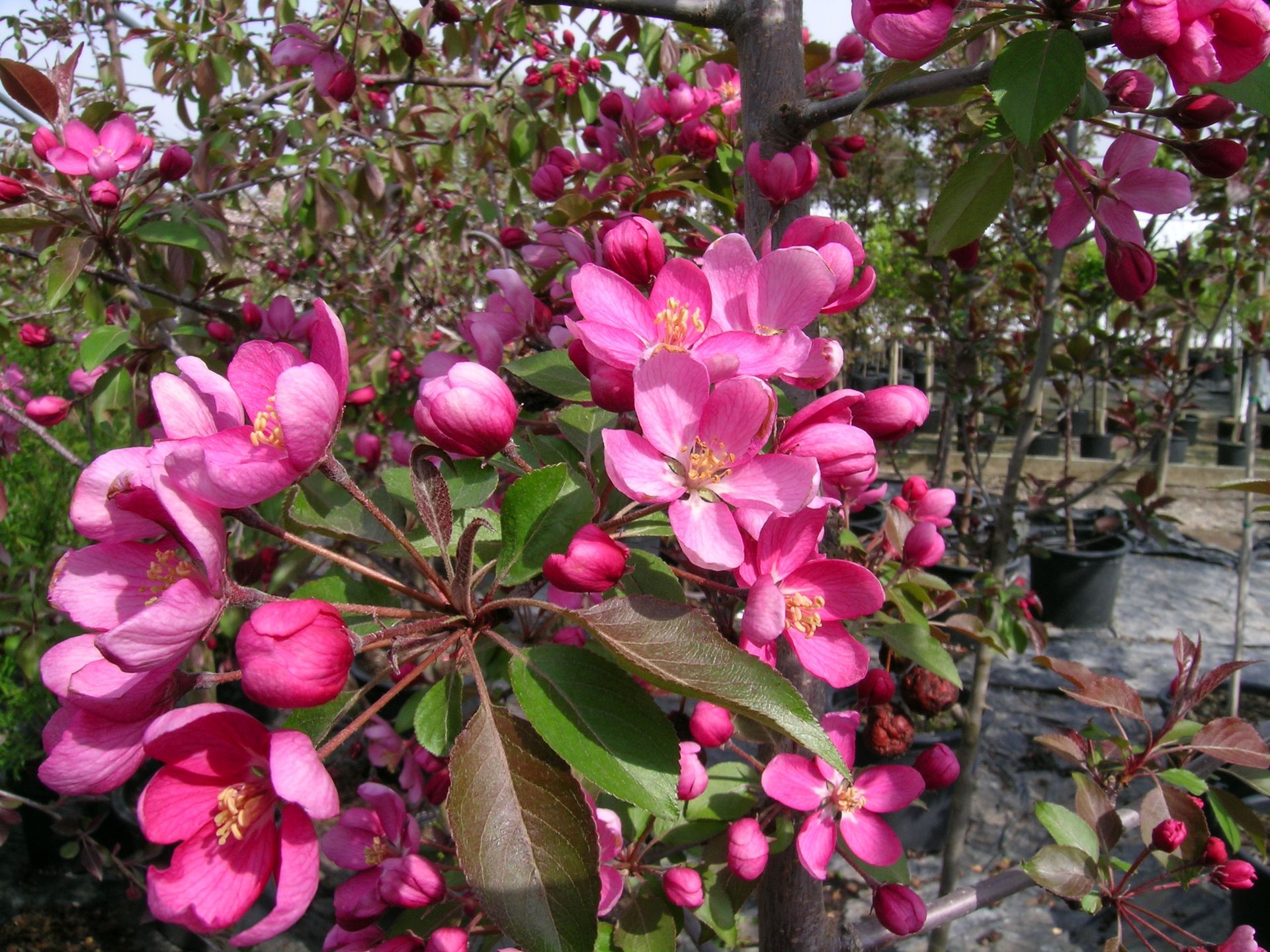 Makamik Crabapple