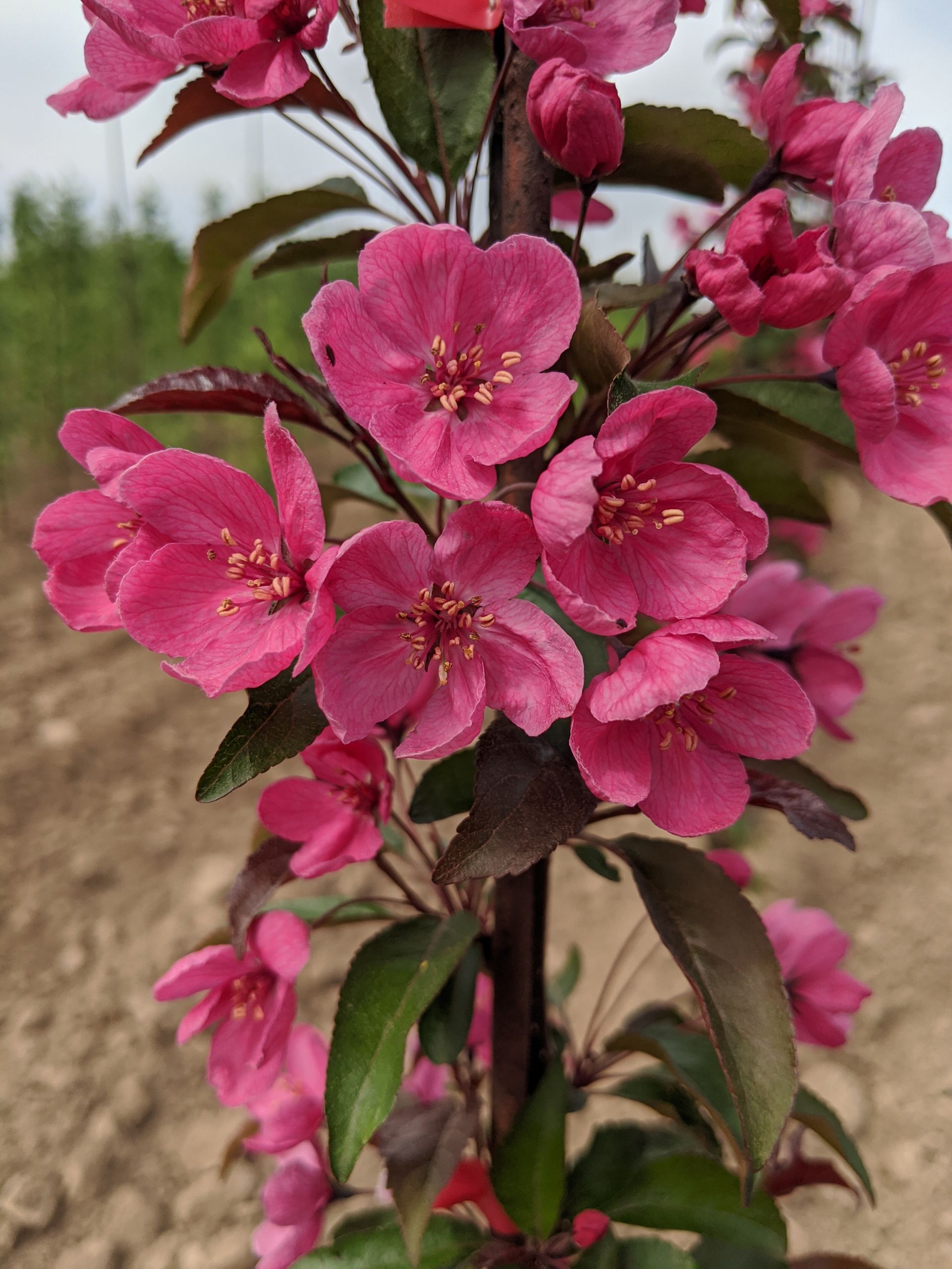 Prairifire Crabapple