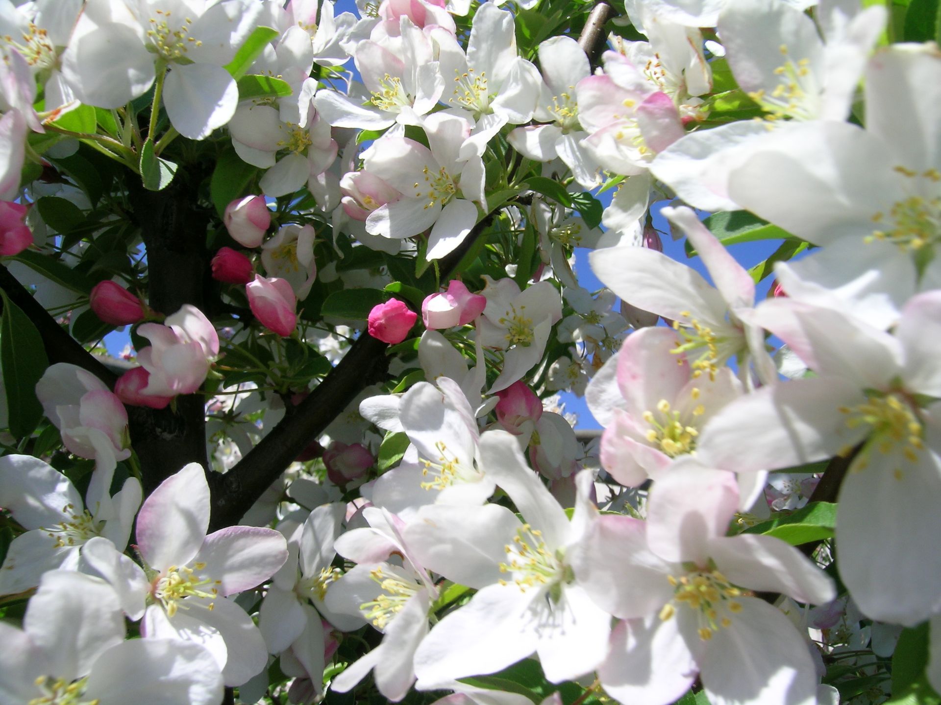 Sugar Tyme® Crabapple