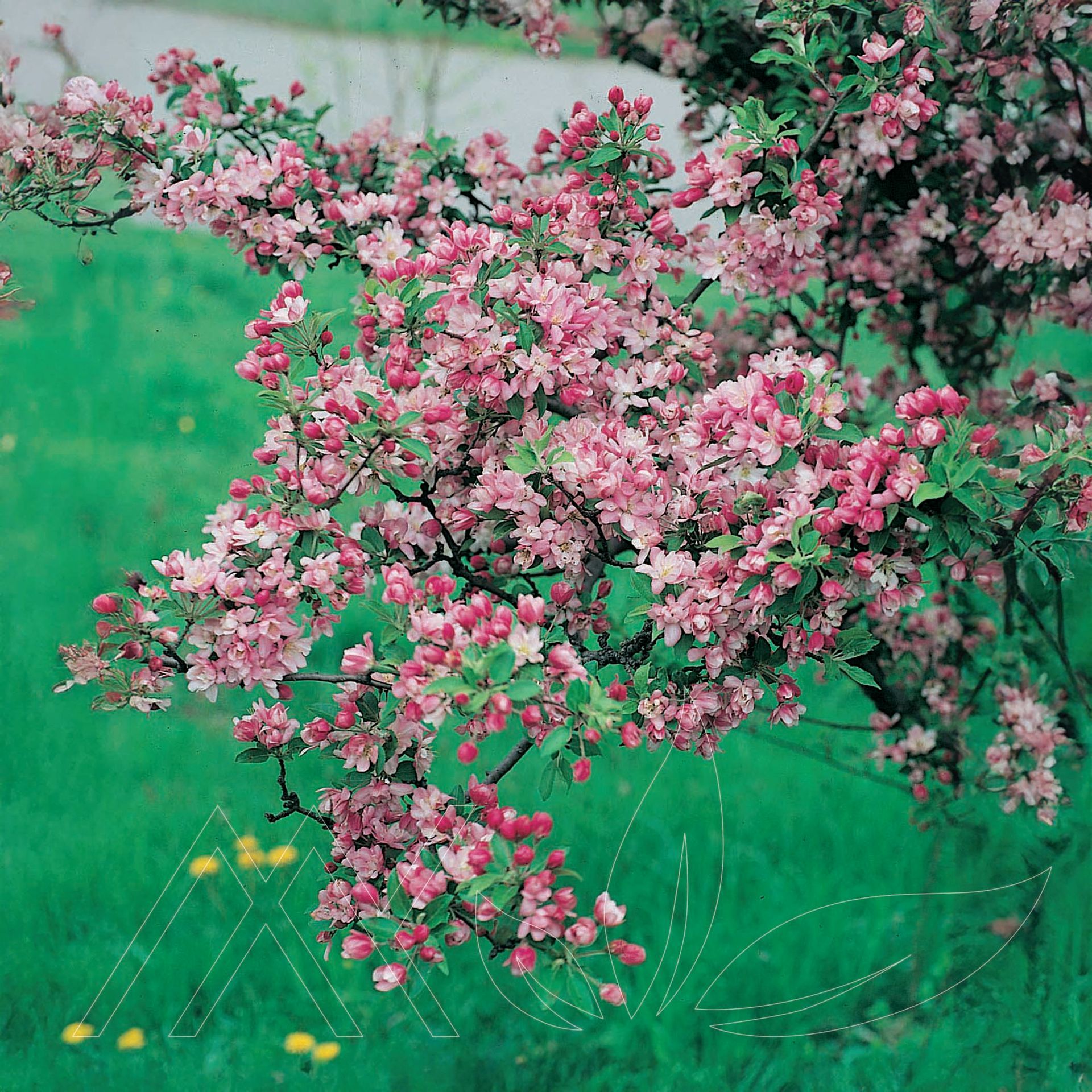 Coralburst® Crabapple