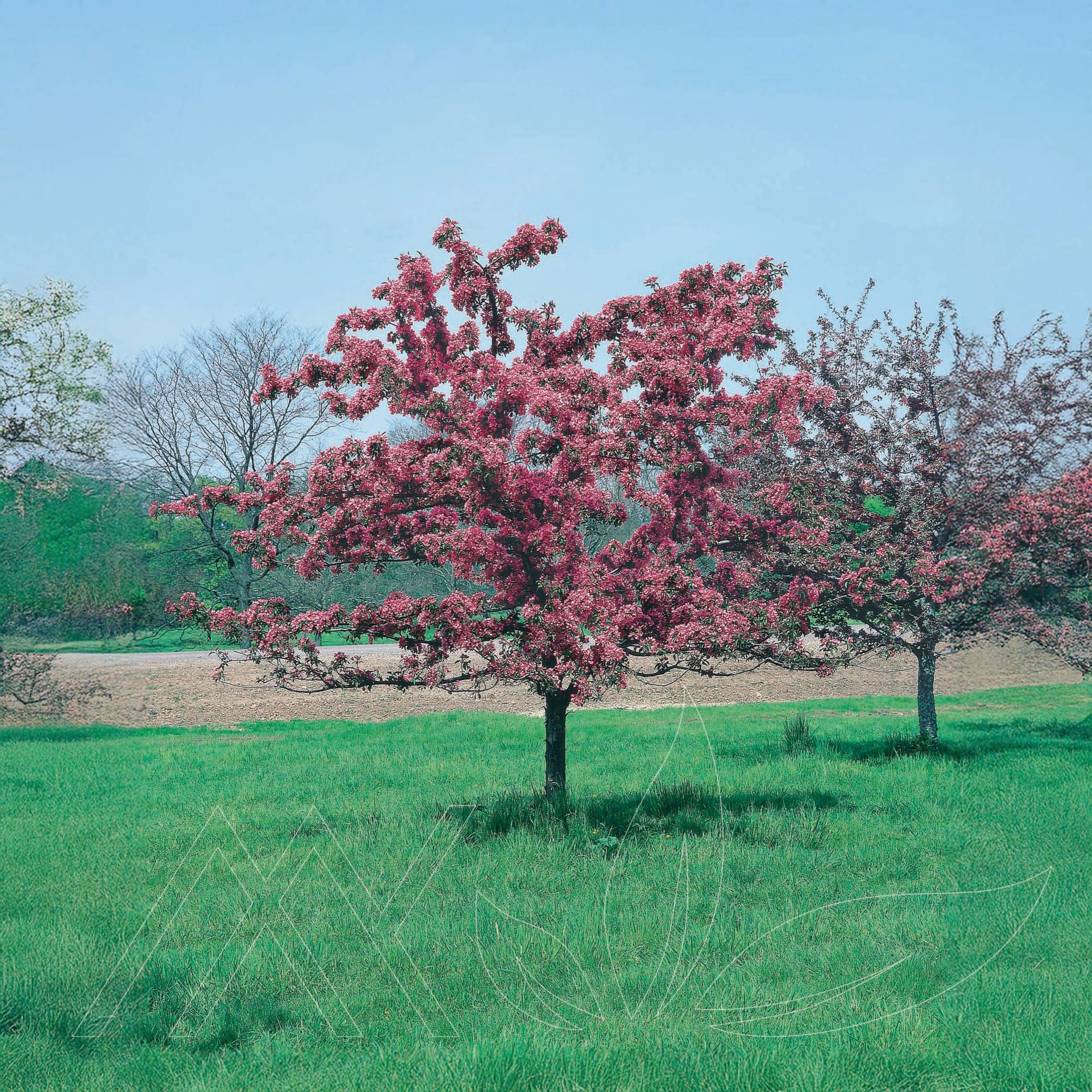 Makamik Crabapple