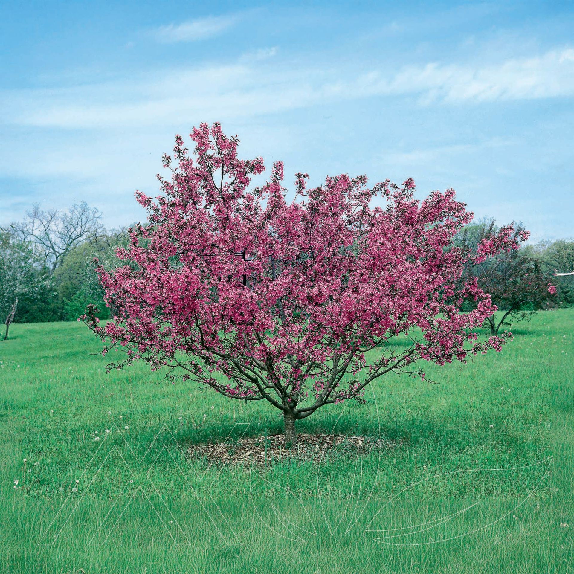 Prairifire Crabapple