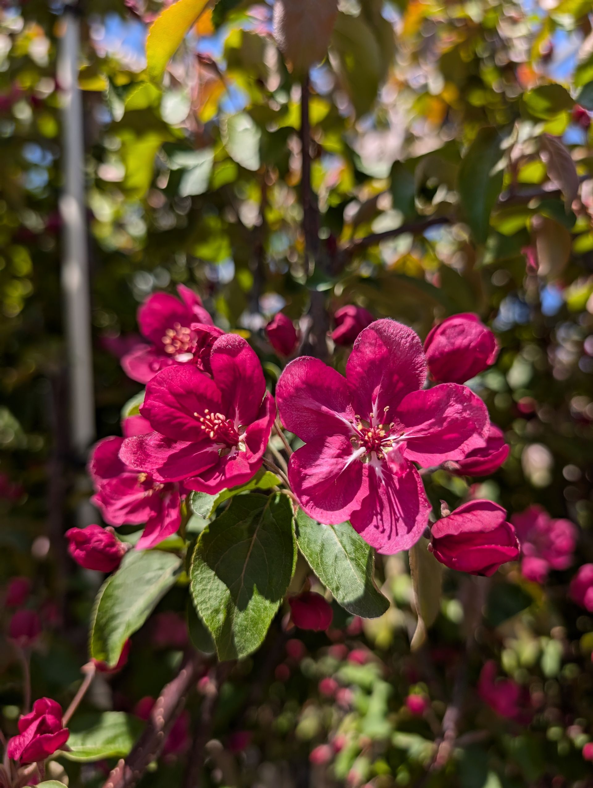 Red Barron Crabapple