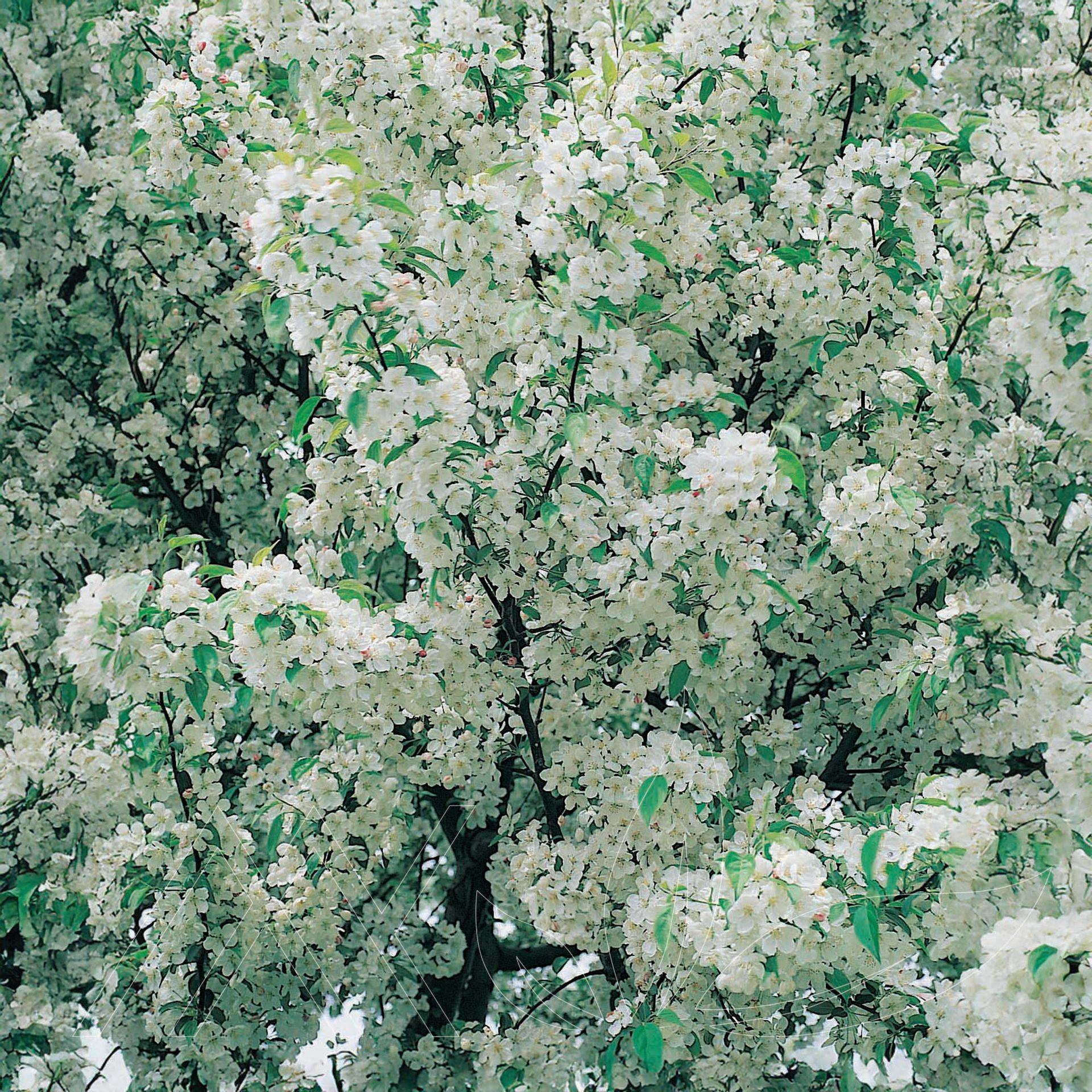 Sugar Tyme® Crabapple