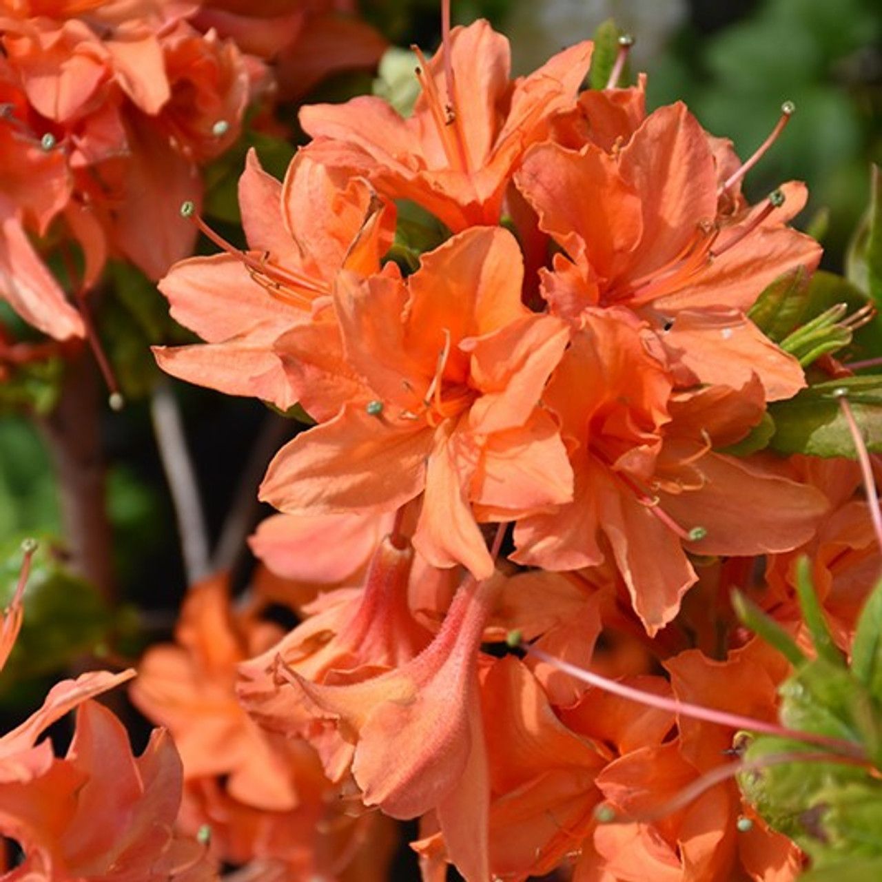Mandarin Lights Azalea