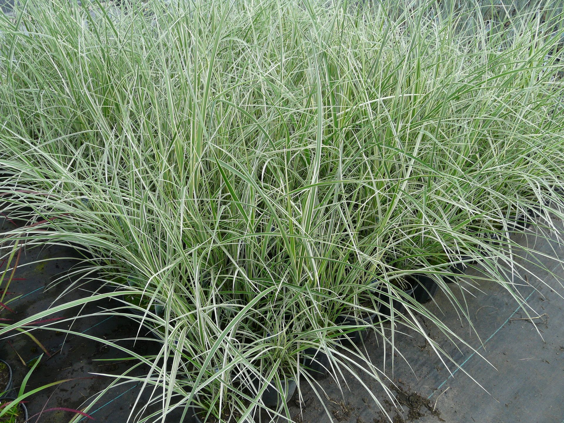 Variegated Maiden Grass