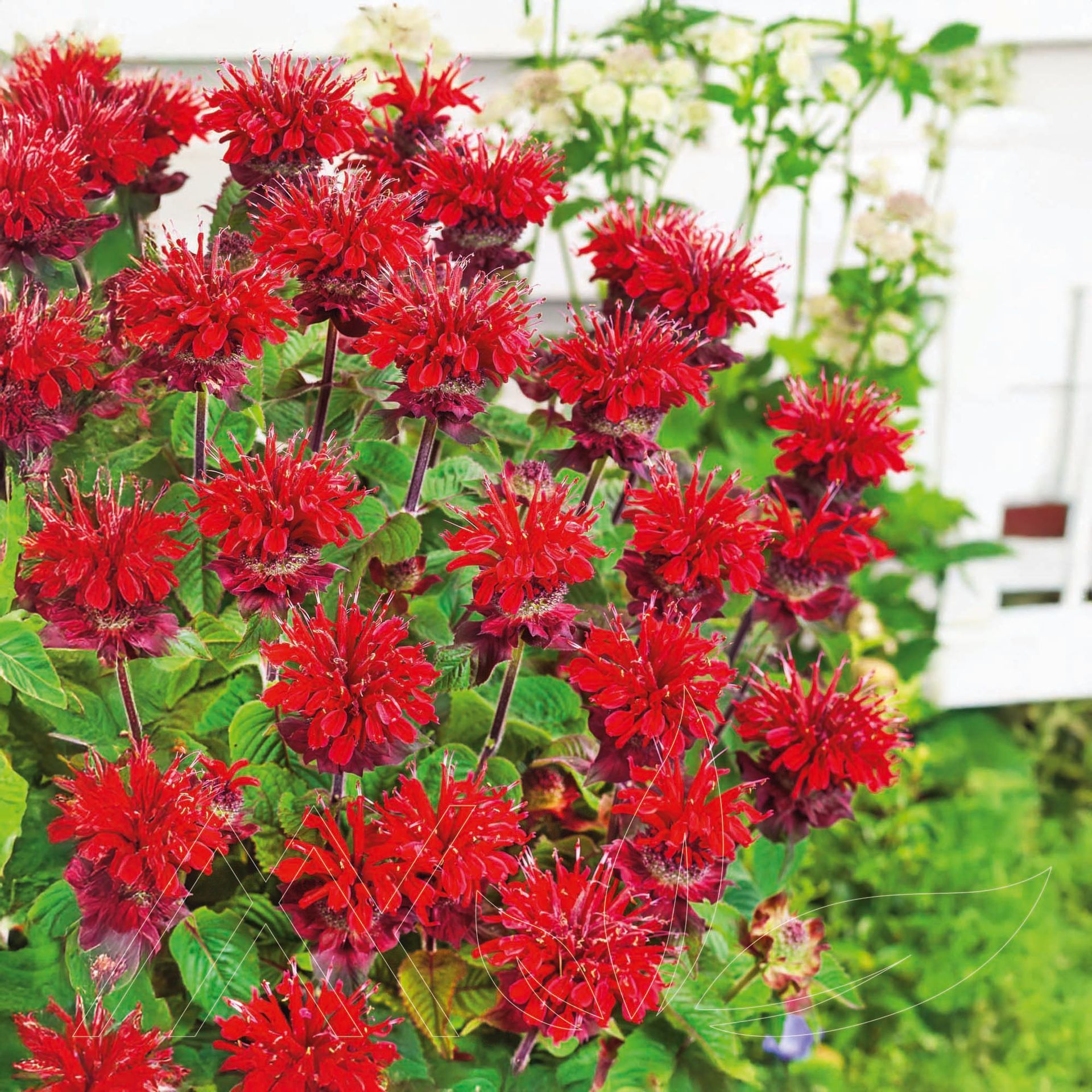 Fireball Bee Balm