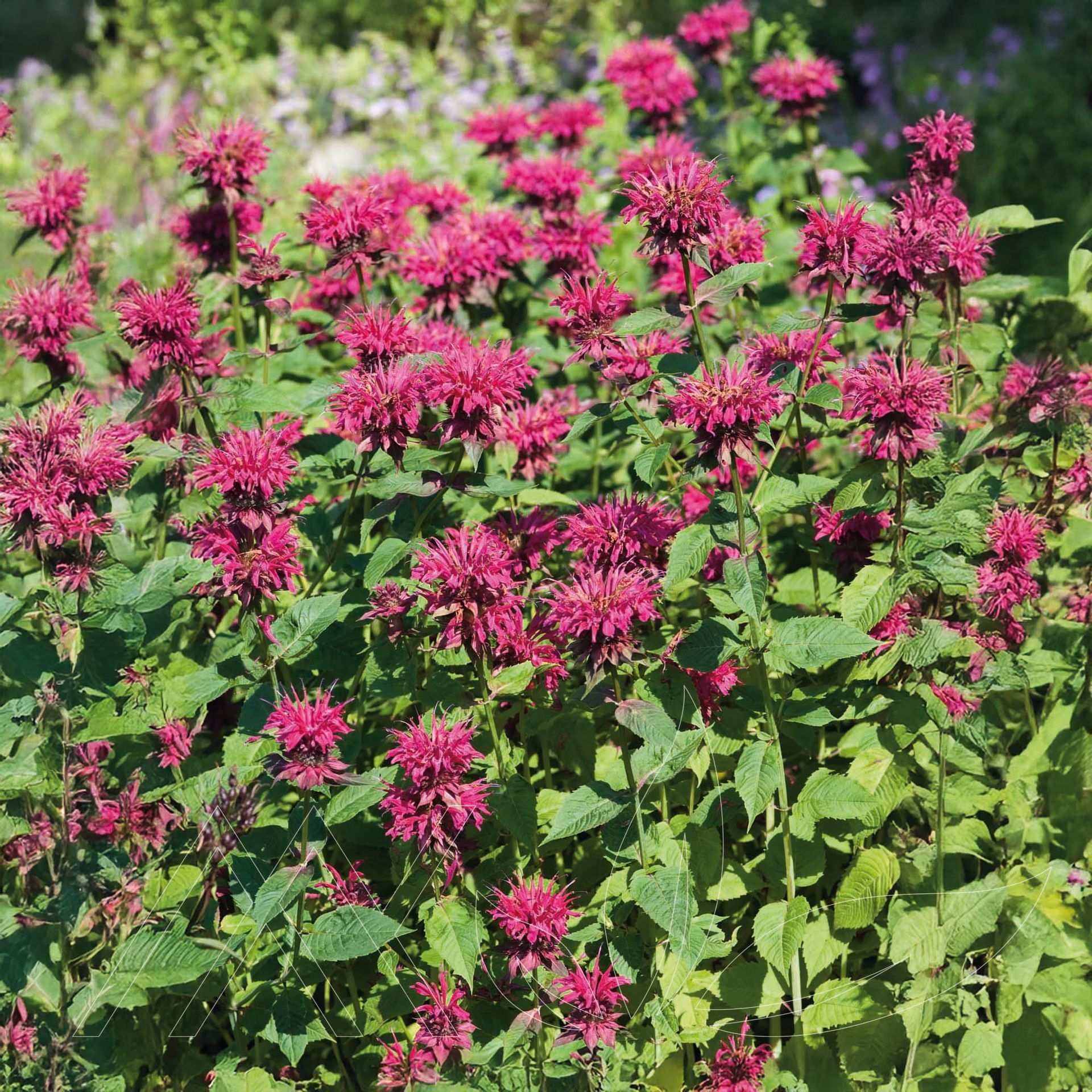 Raspberry Wine Bee Balm