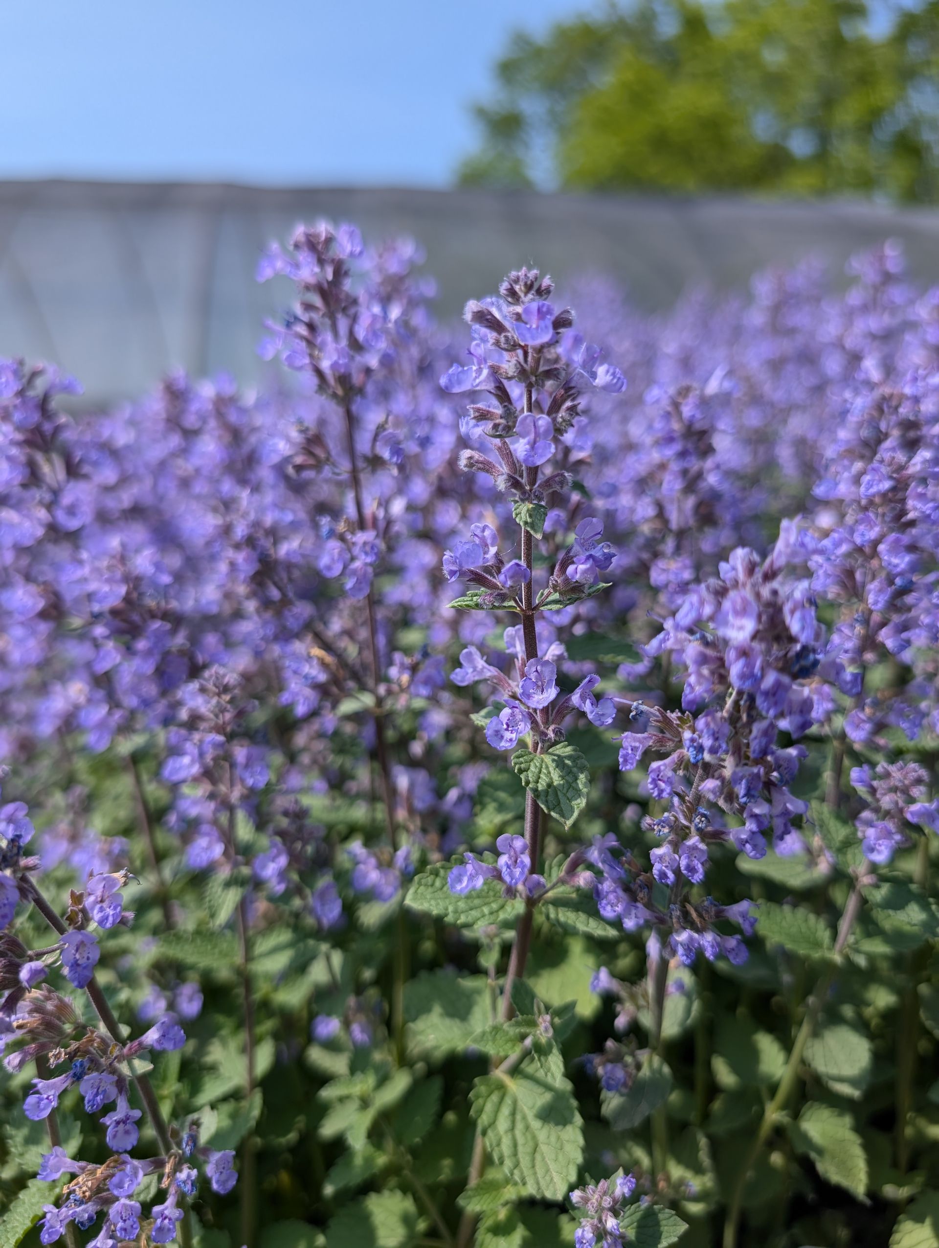 Purrsian Blue Catmint