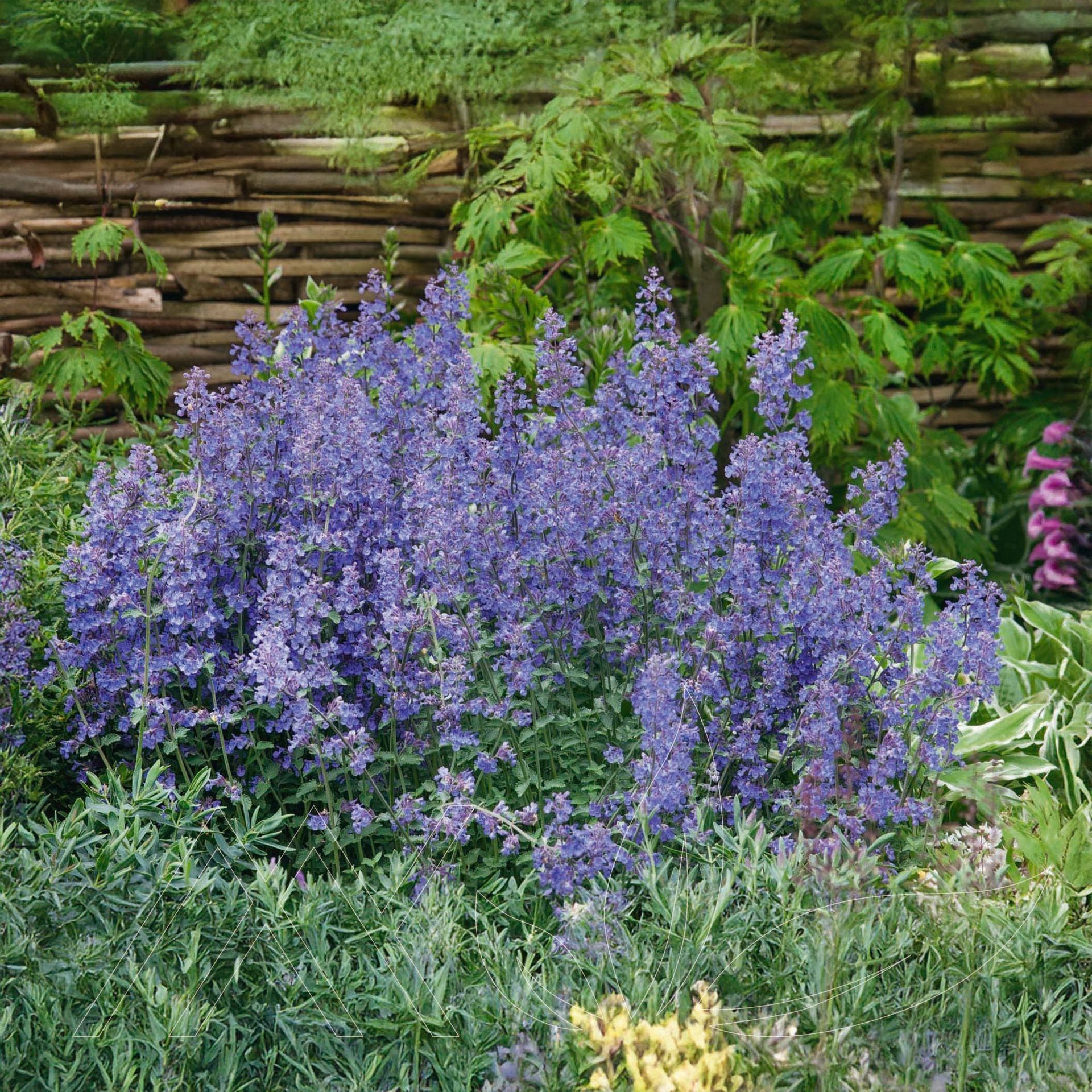 Kitten Around Catmint