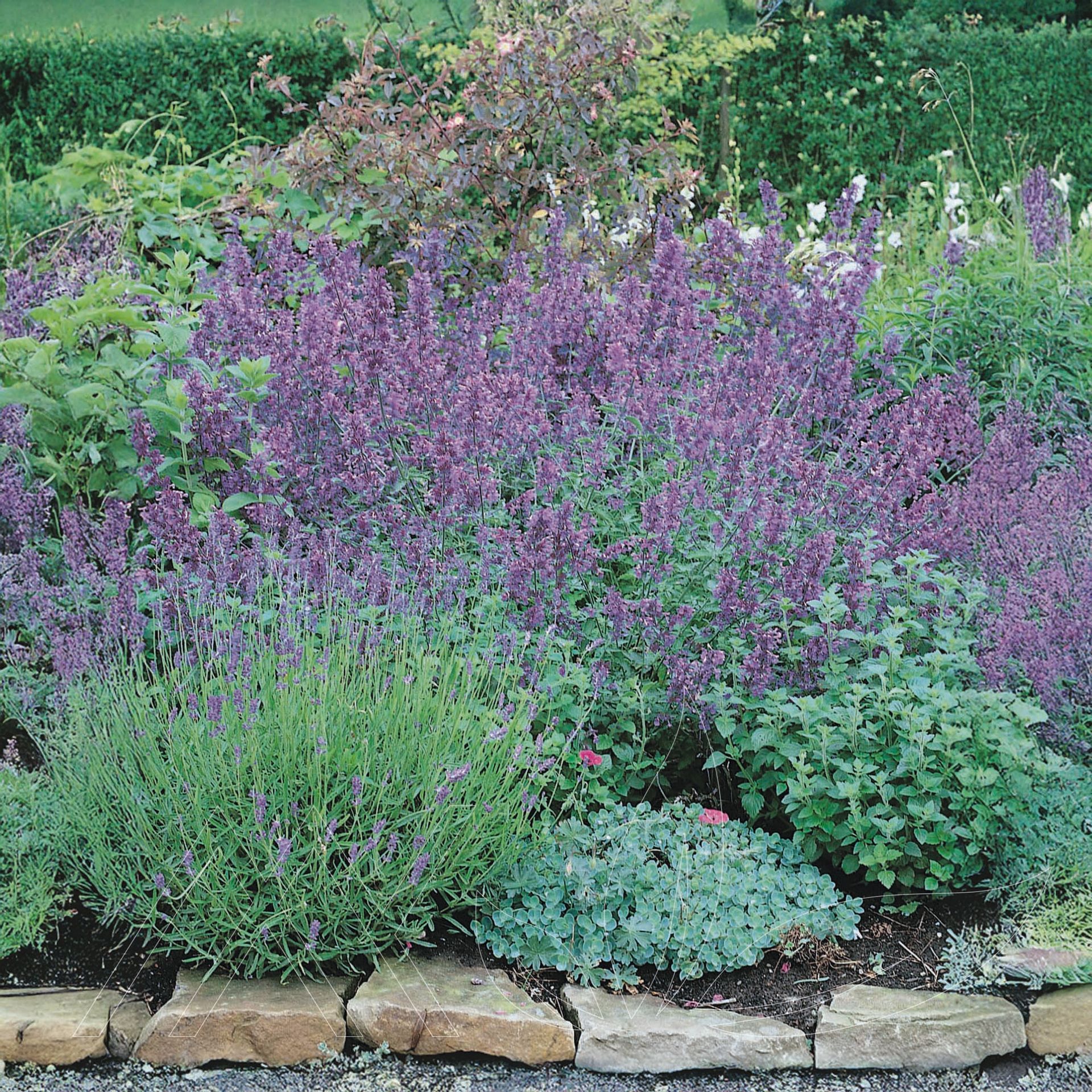 Walker's Low Catmint