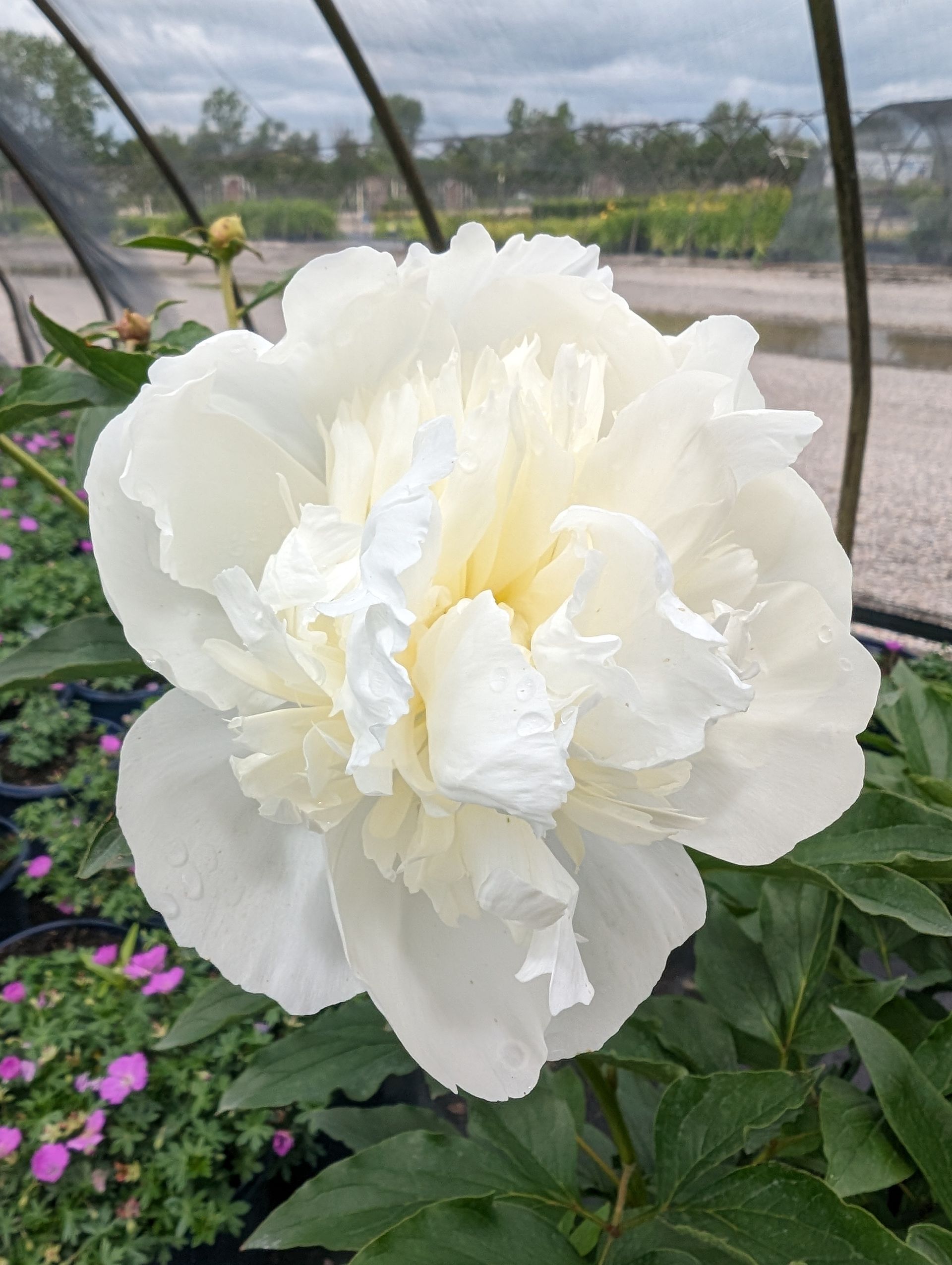 Duchesse de Nemours Peony
