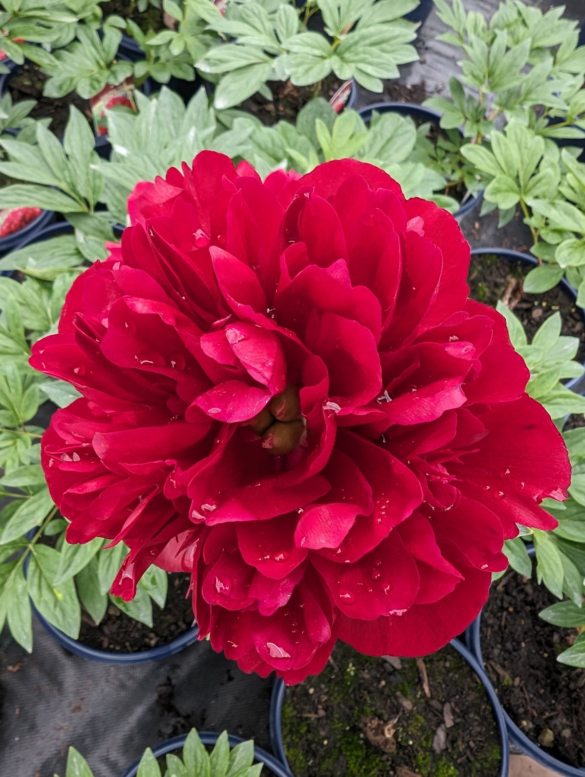 Red Charm Peony