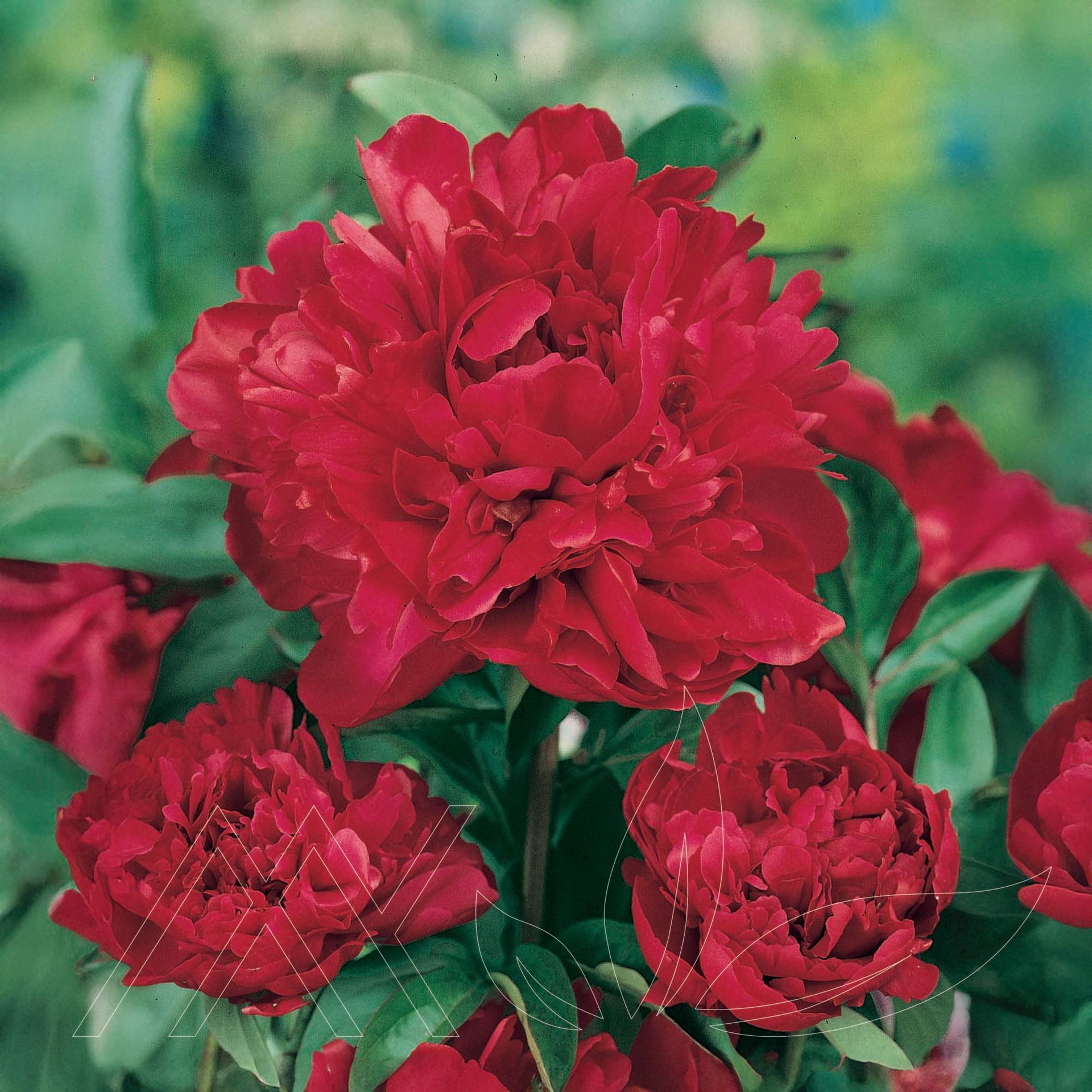 Karl Rosenfield Peony