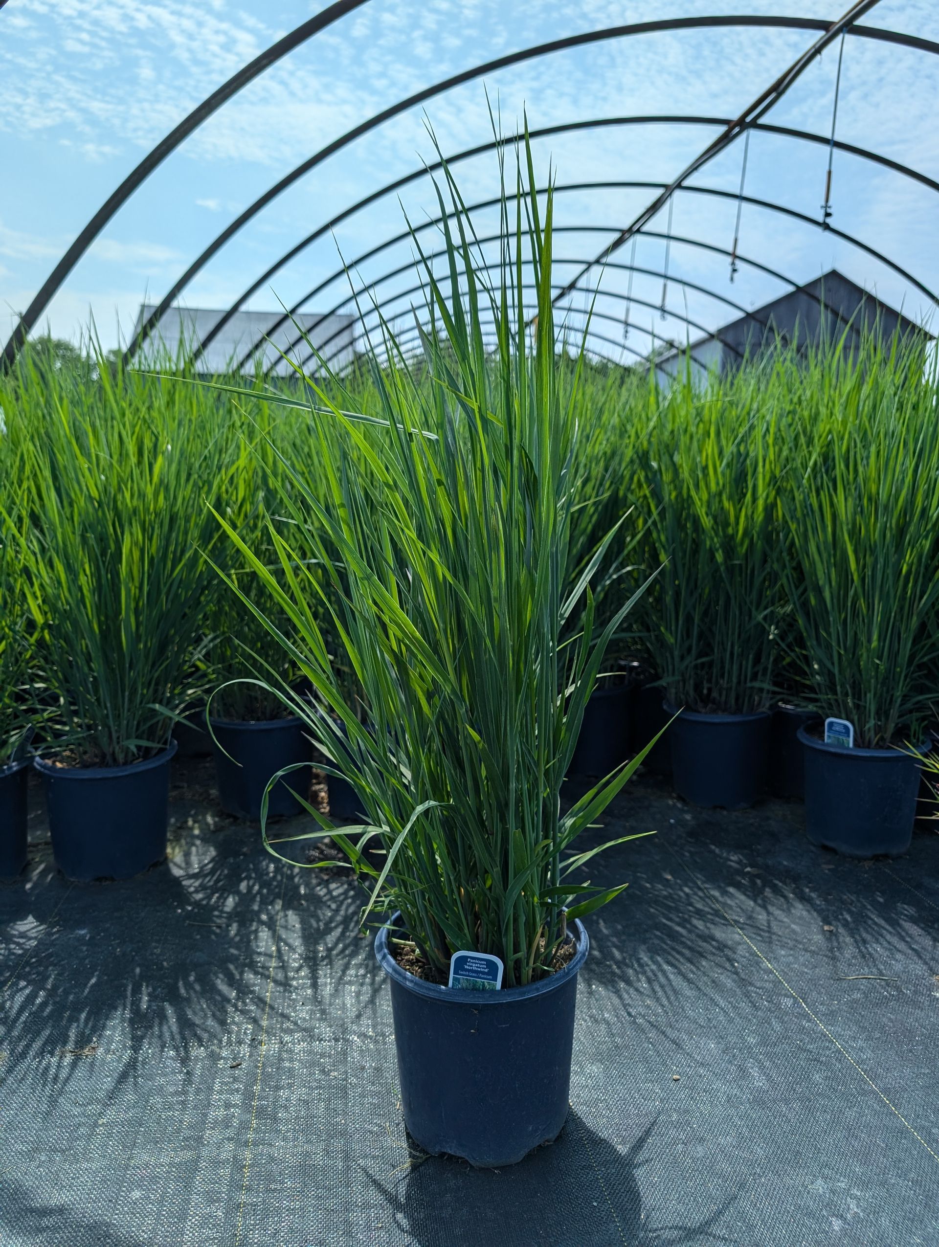 Northwind Switch Grass