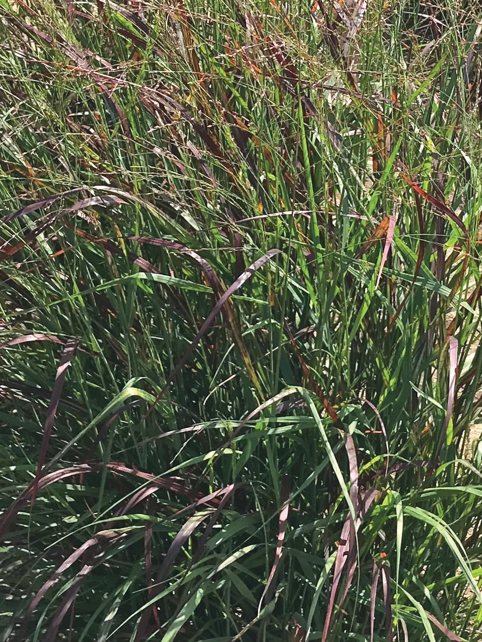A bunch of white daisies with a yellow center