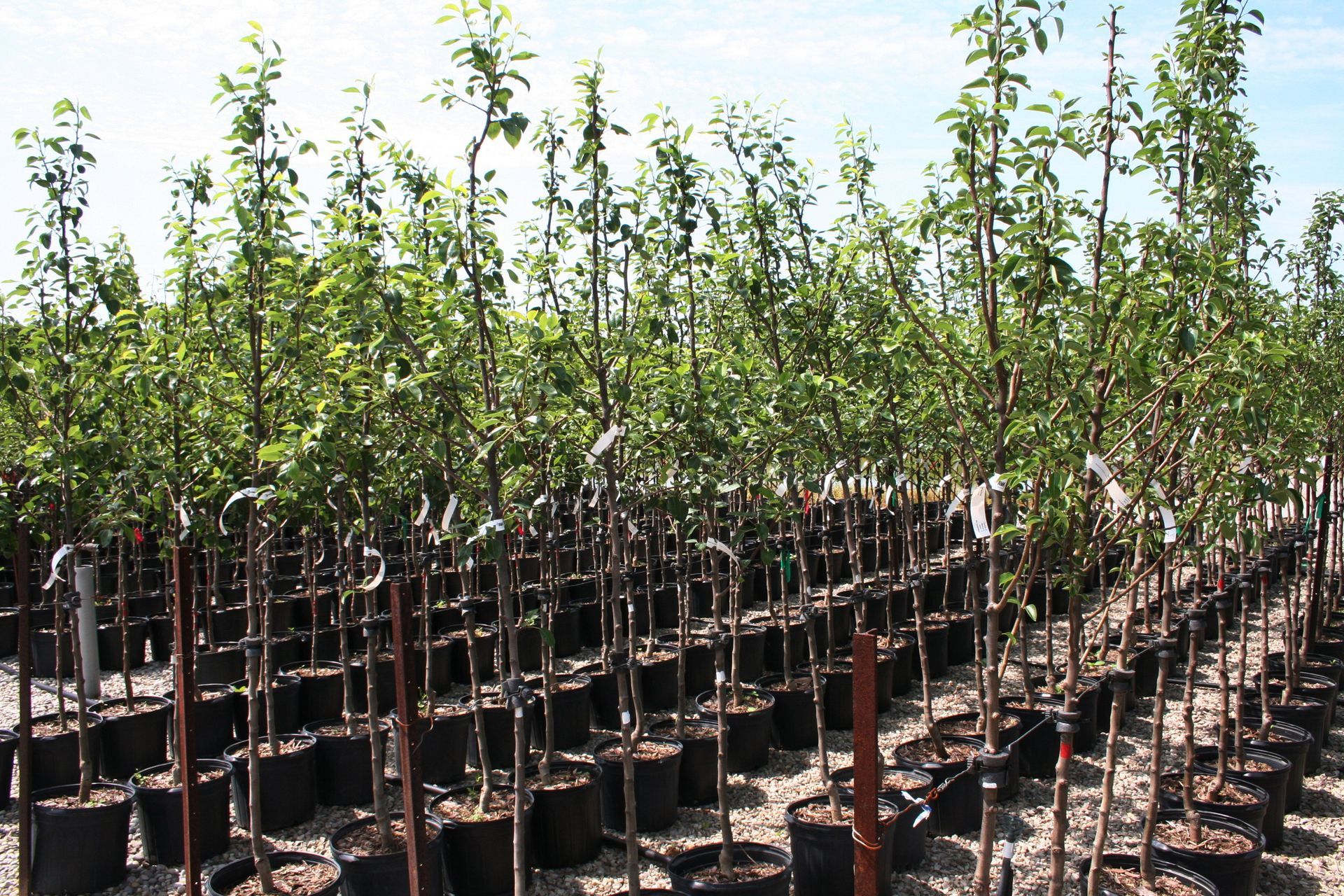 Clapp's Favourite Pear