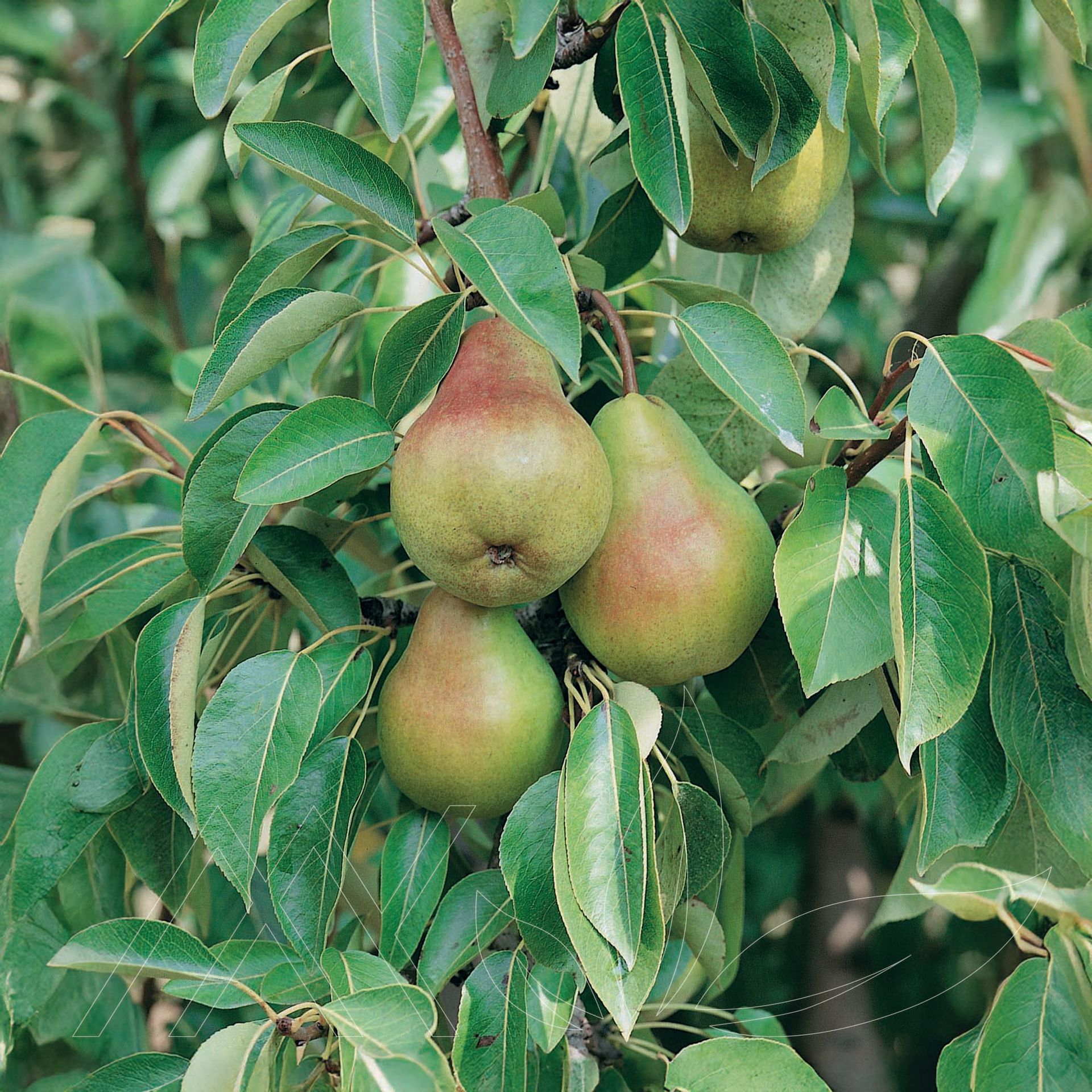 Bartlett Pear