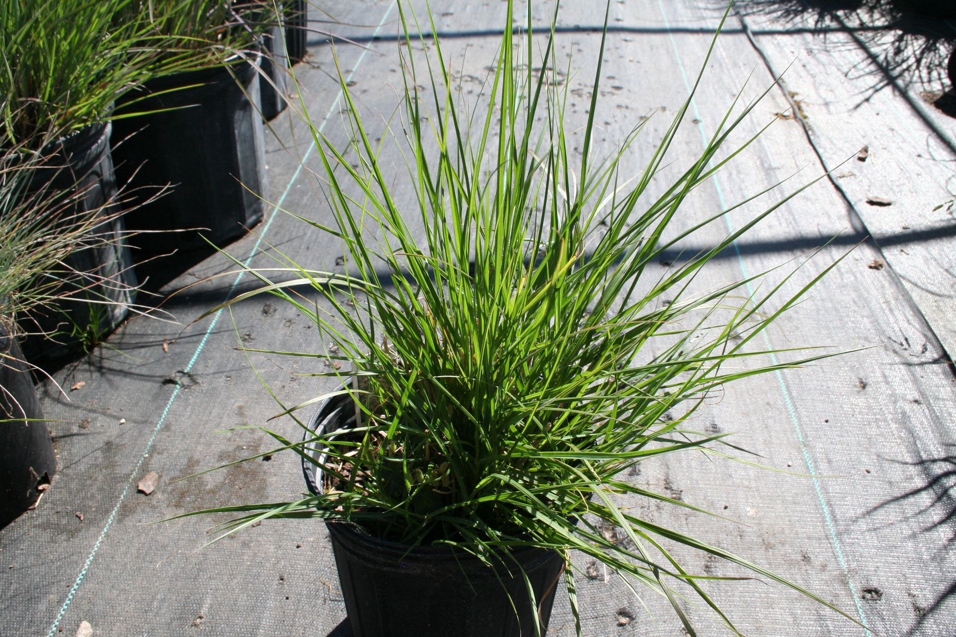 Dwarf Fountain Grass