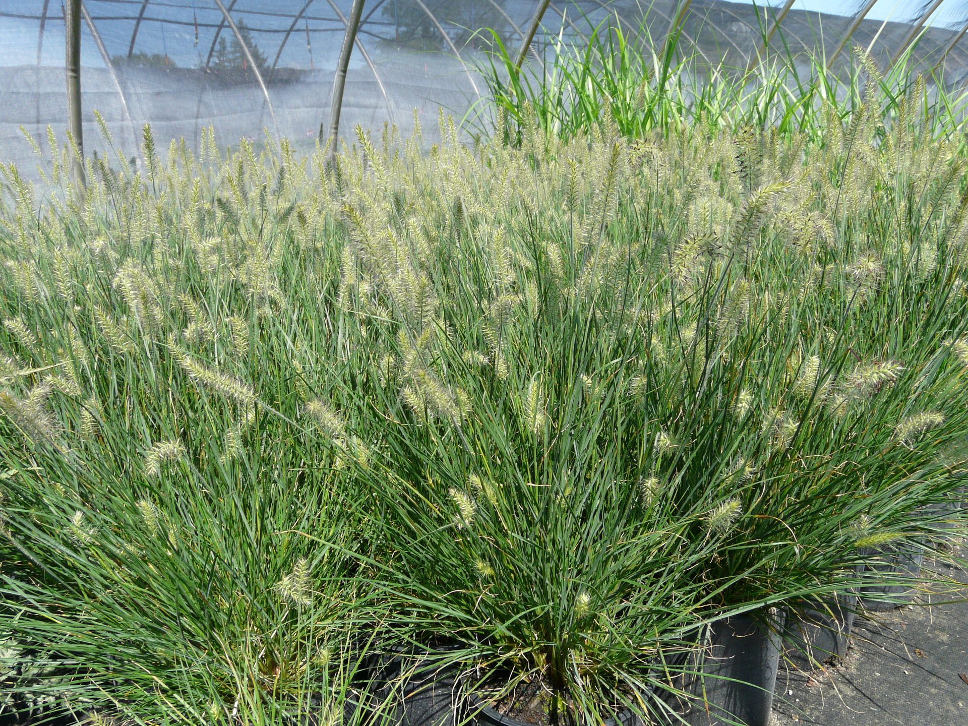 Miniature Fountain Grass