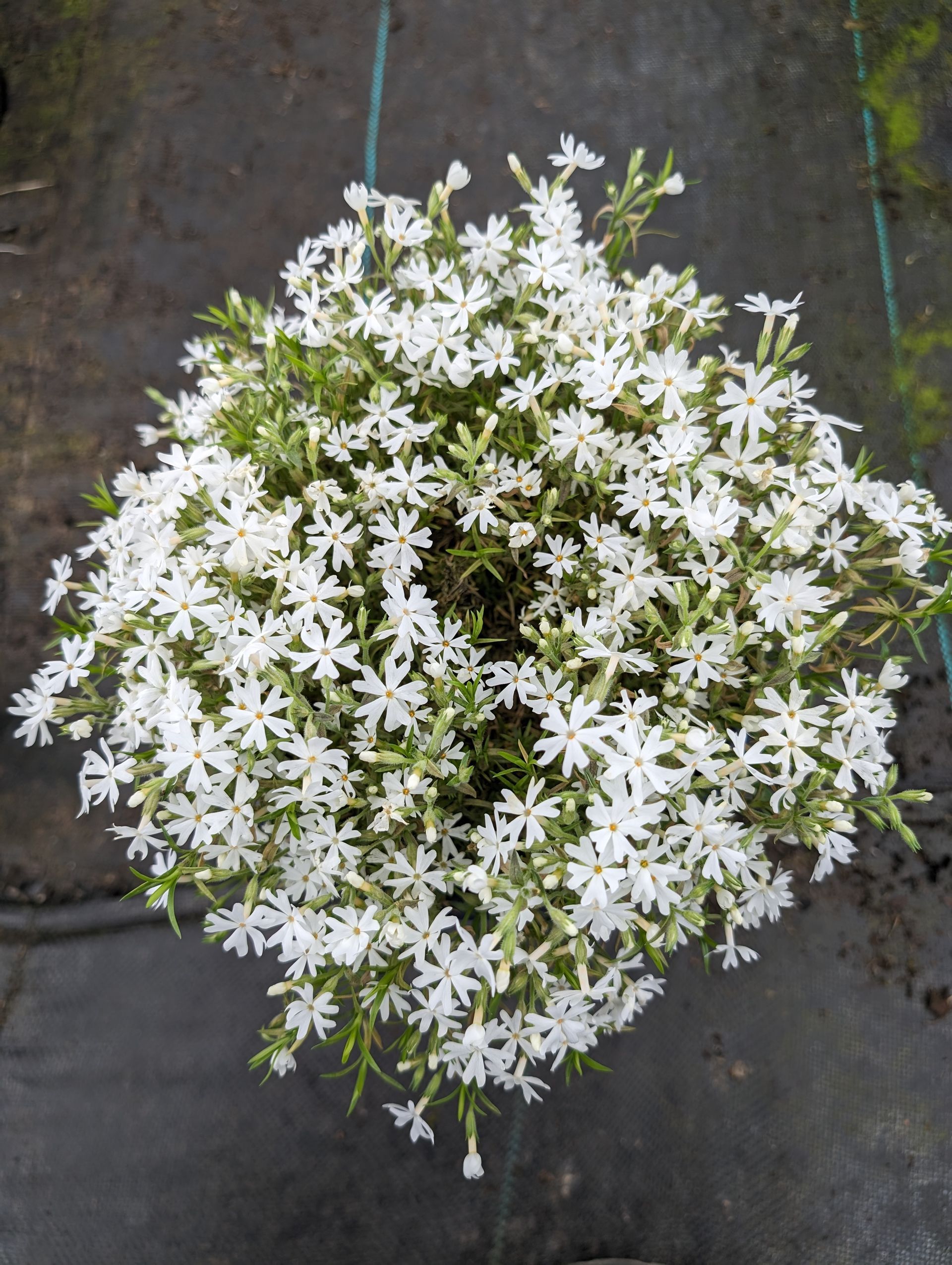 Snowflake Creeping Phlox
