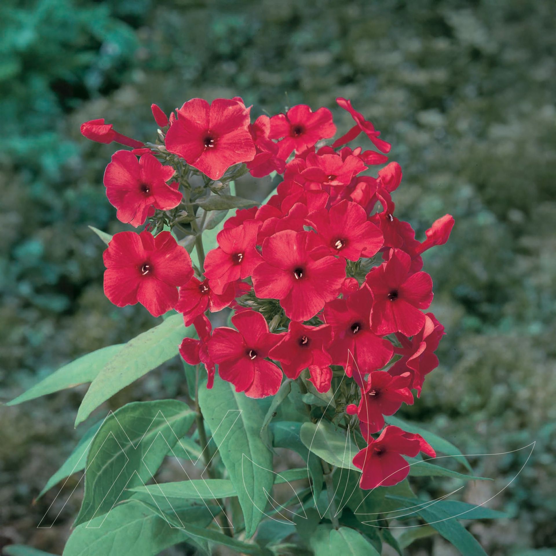 Flame™ Red Garden Phlox