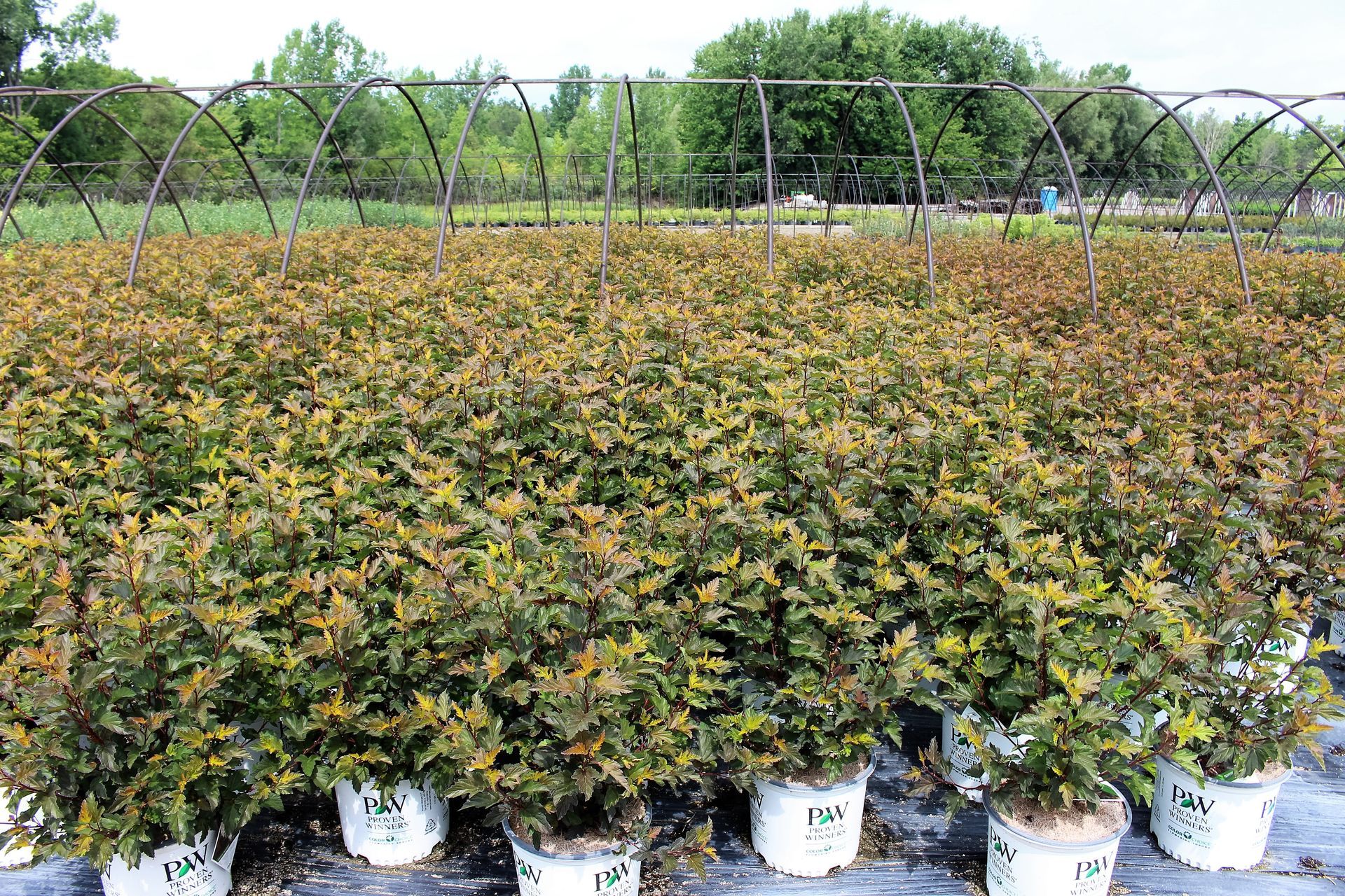 Coppertina® Ninebark