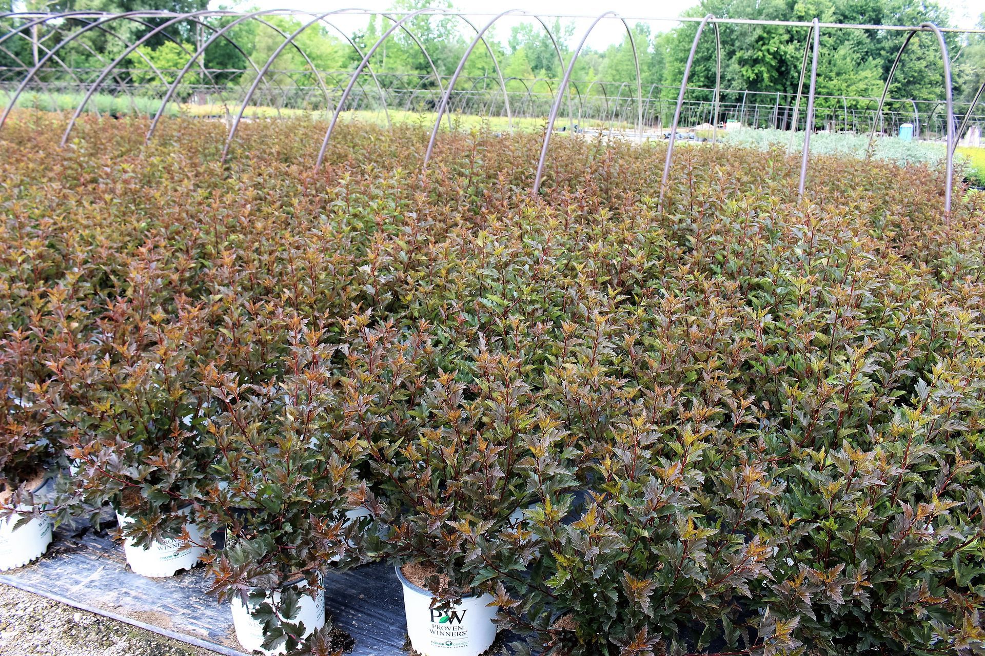 Summer Wine® Ninebark