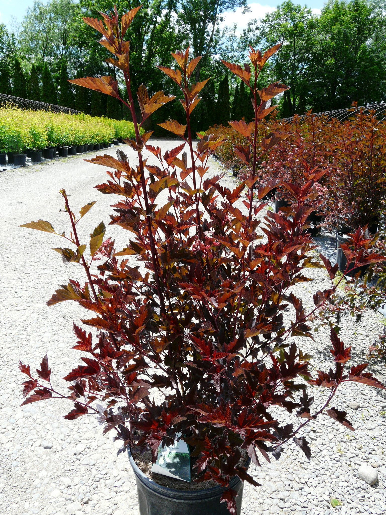 Summer Wine® Ninebark