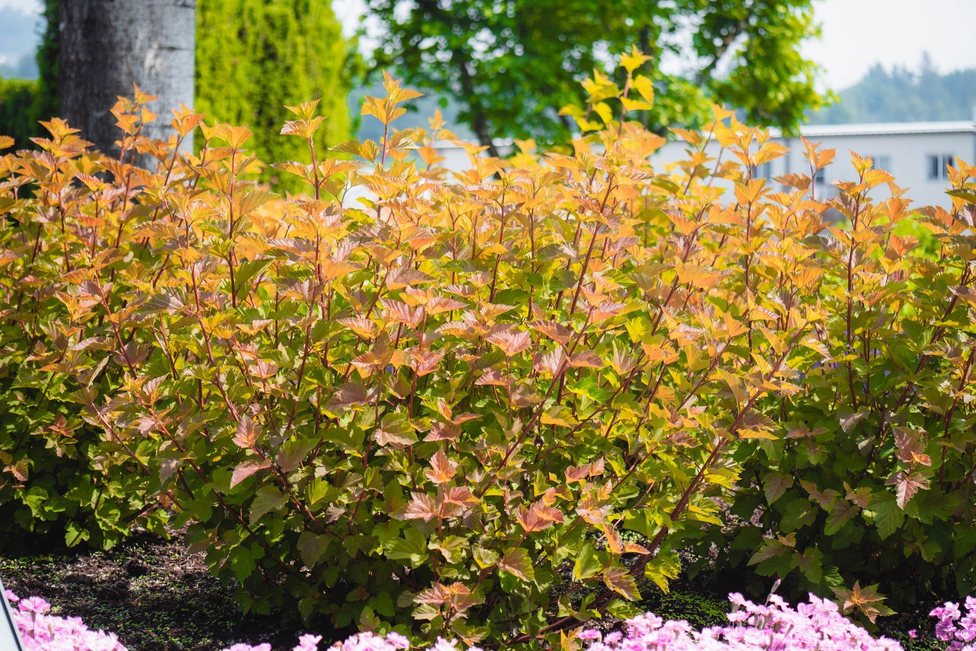 A close up of a red flower in a pot