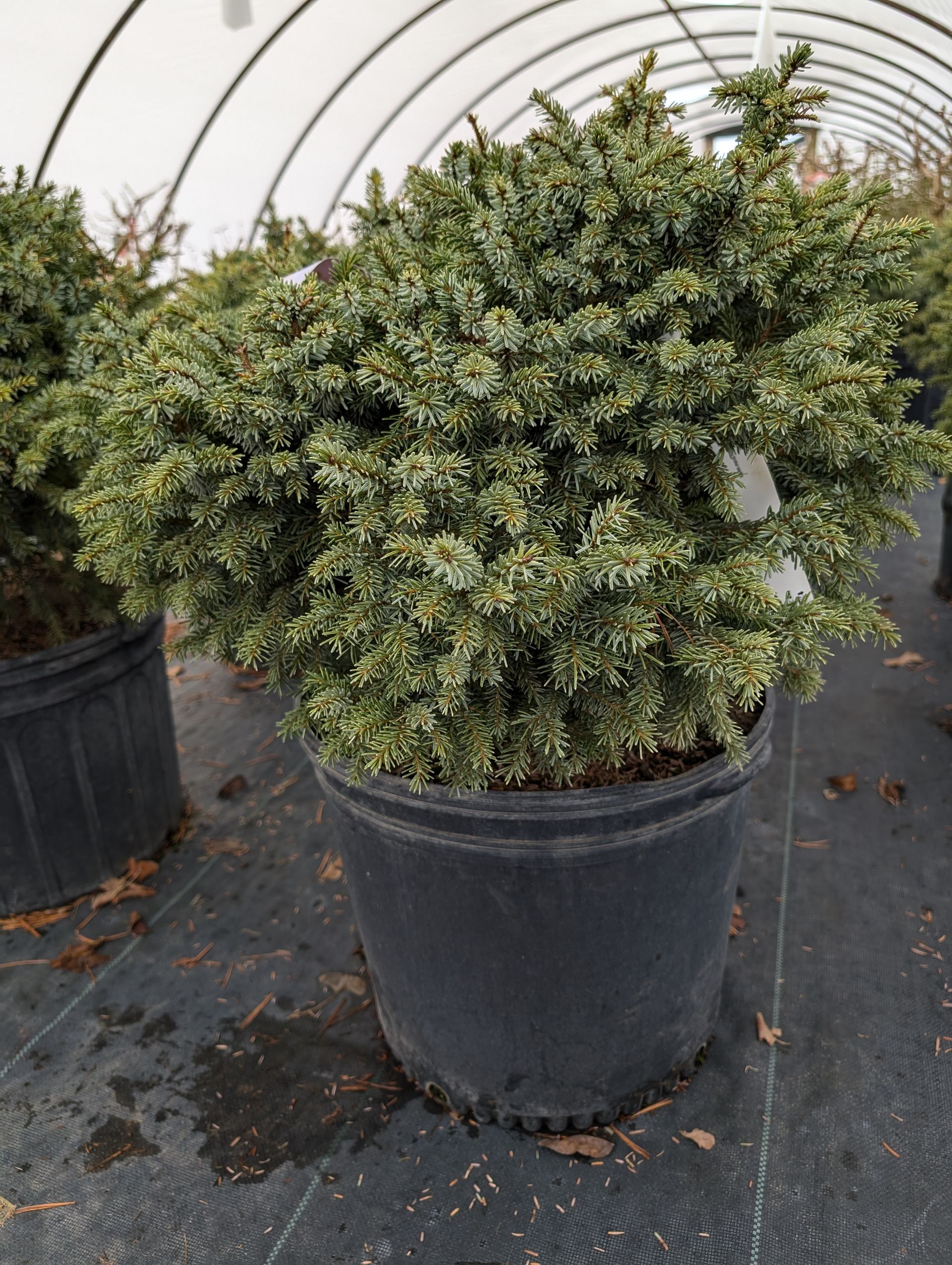 Dwarf Serbian Spruce