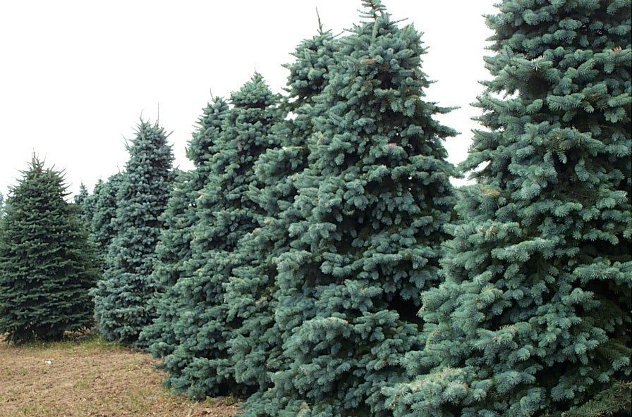 Colorado Blue Spruce