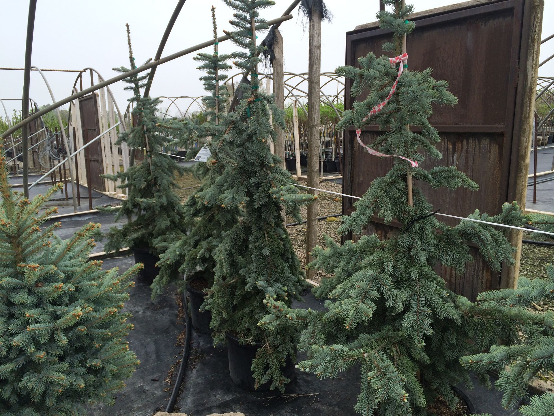 Weeping Colorado Blue Spruce
