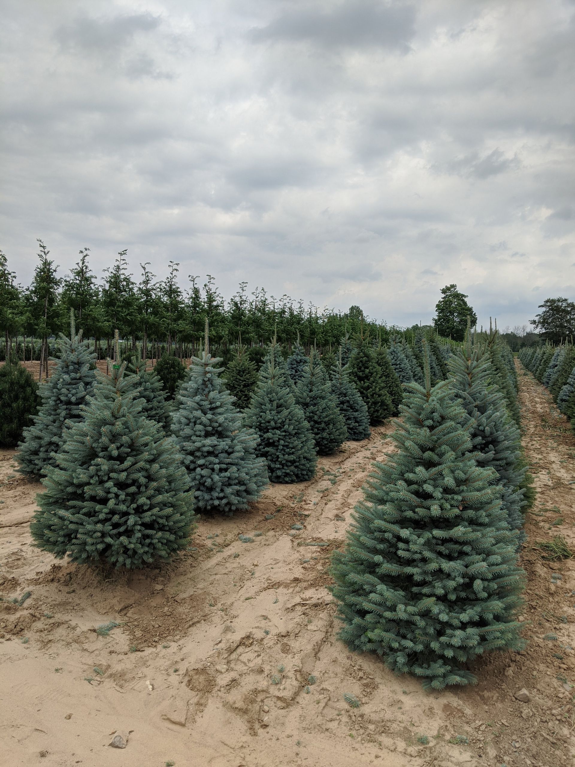 Colorado Spruce