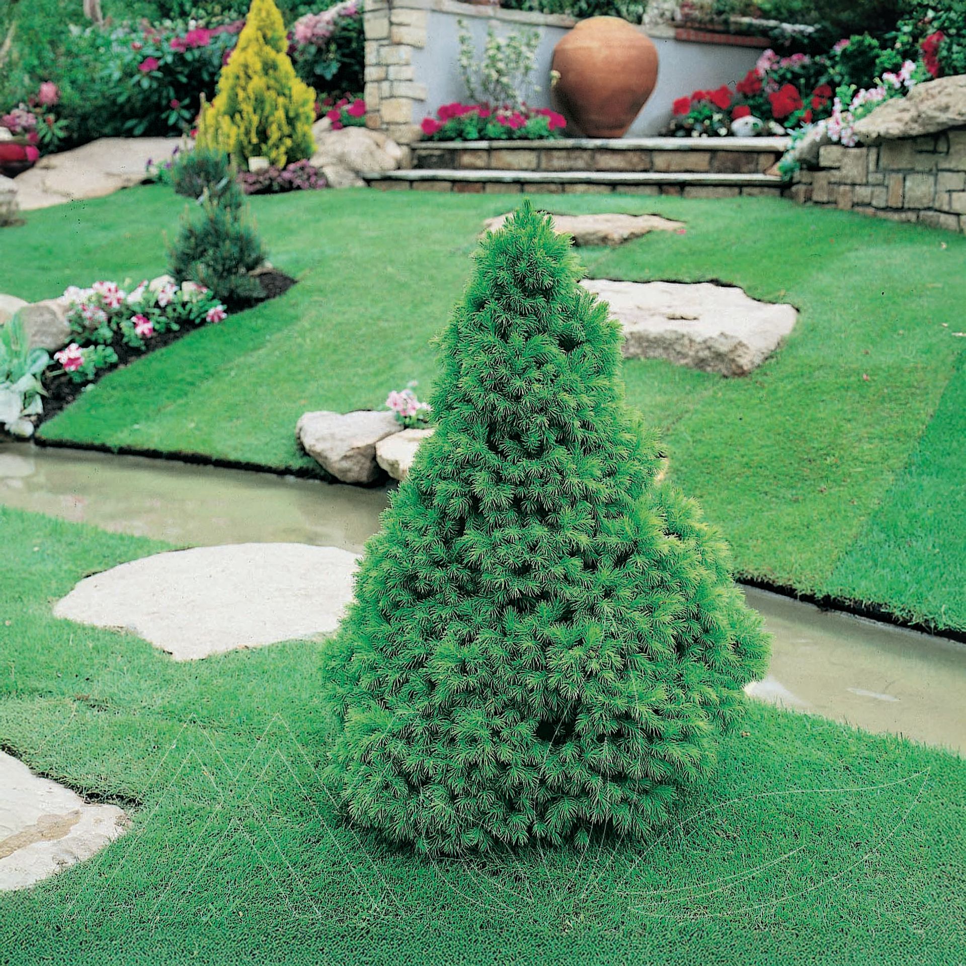 Dwarf Alberta Spruce