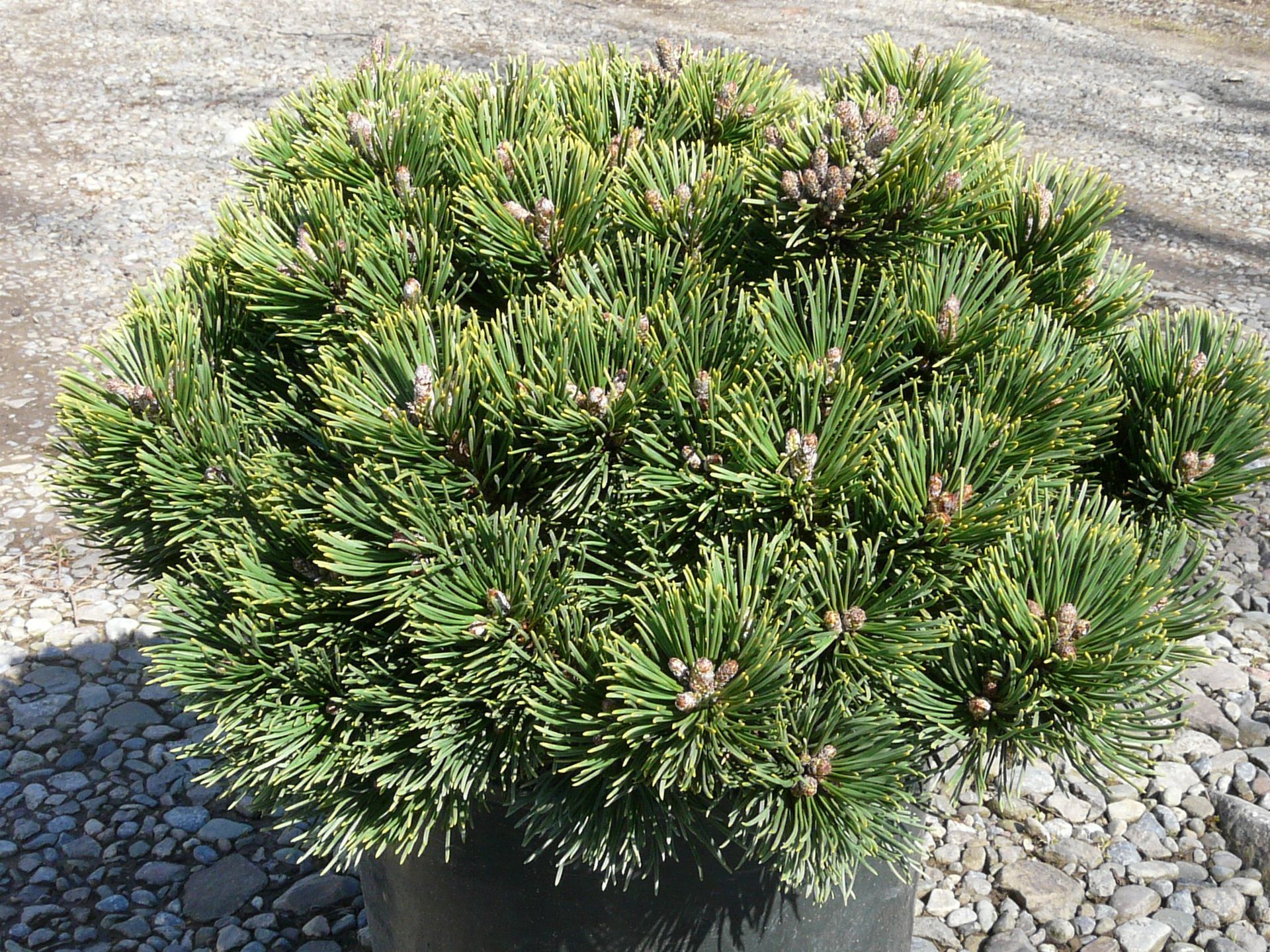 Sherwood Compact Mugo Pine