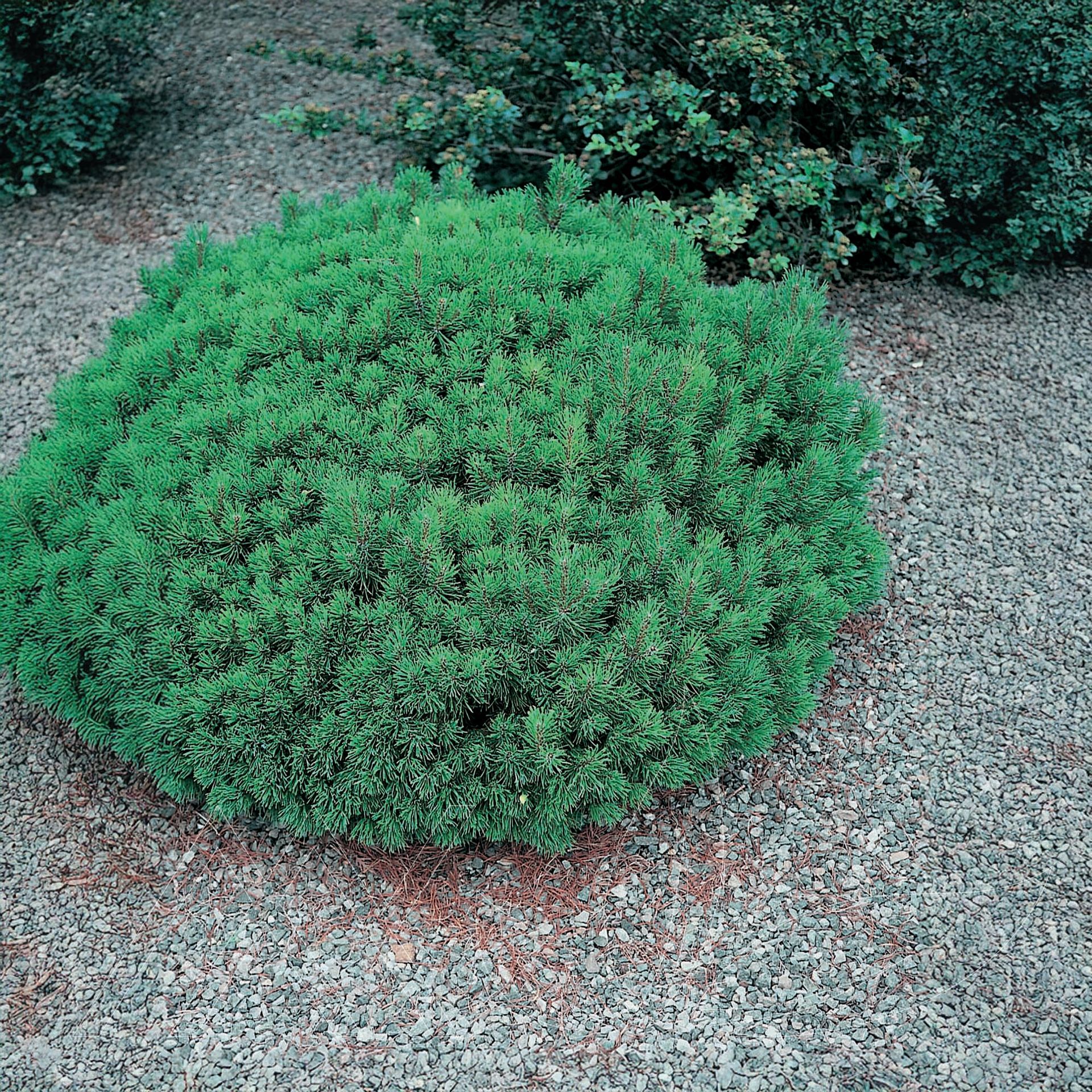 Slowmound Mugo Pine