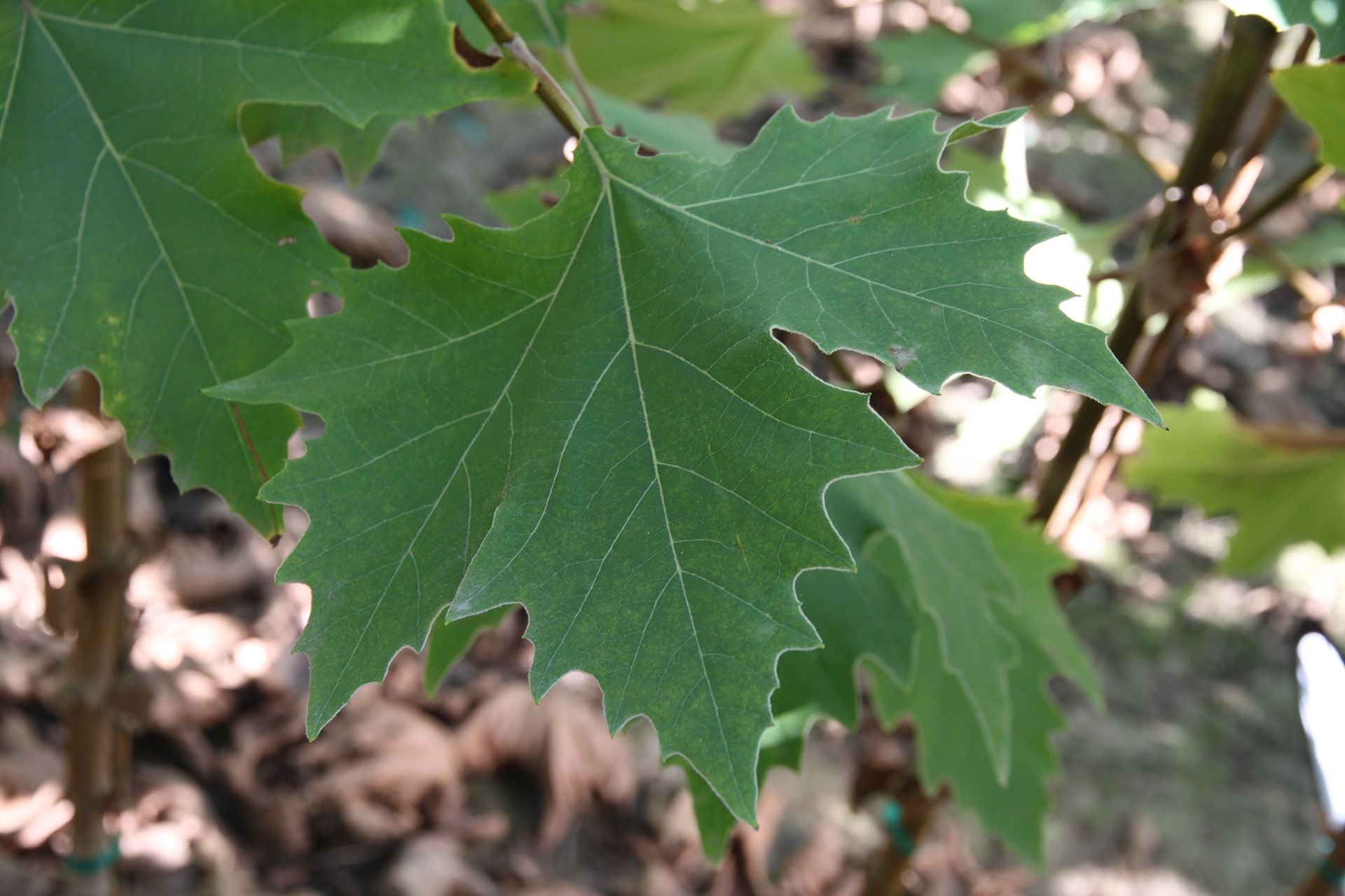 Exclamation!™ Planetree