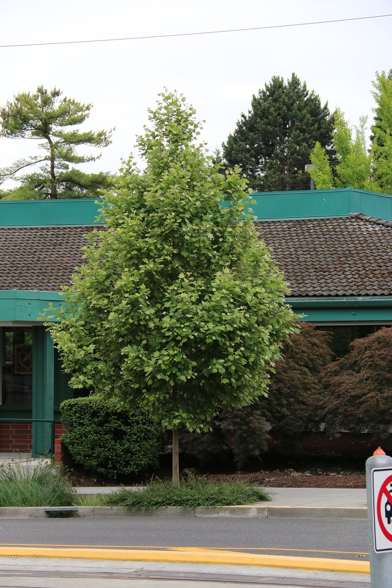 Exclamation!™ Planetree