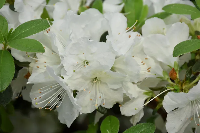 Pleasant White Azalea