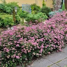 Poprocks® Petite Spirea