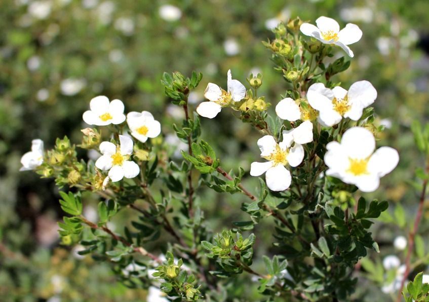 Abbotswood Cinquefoil