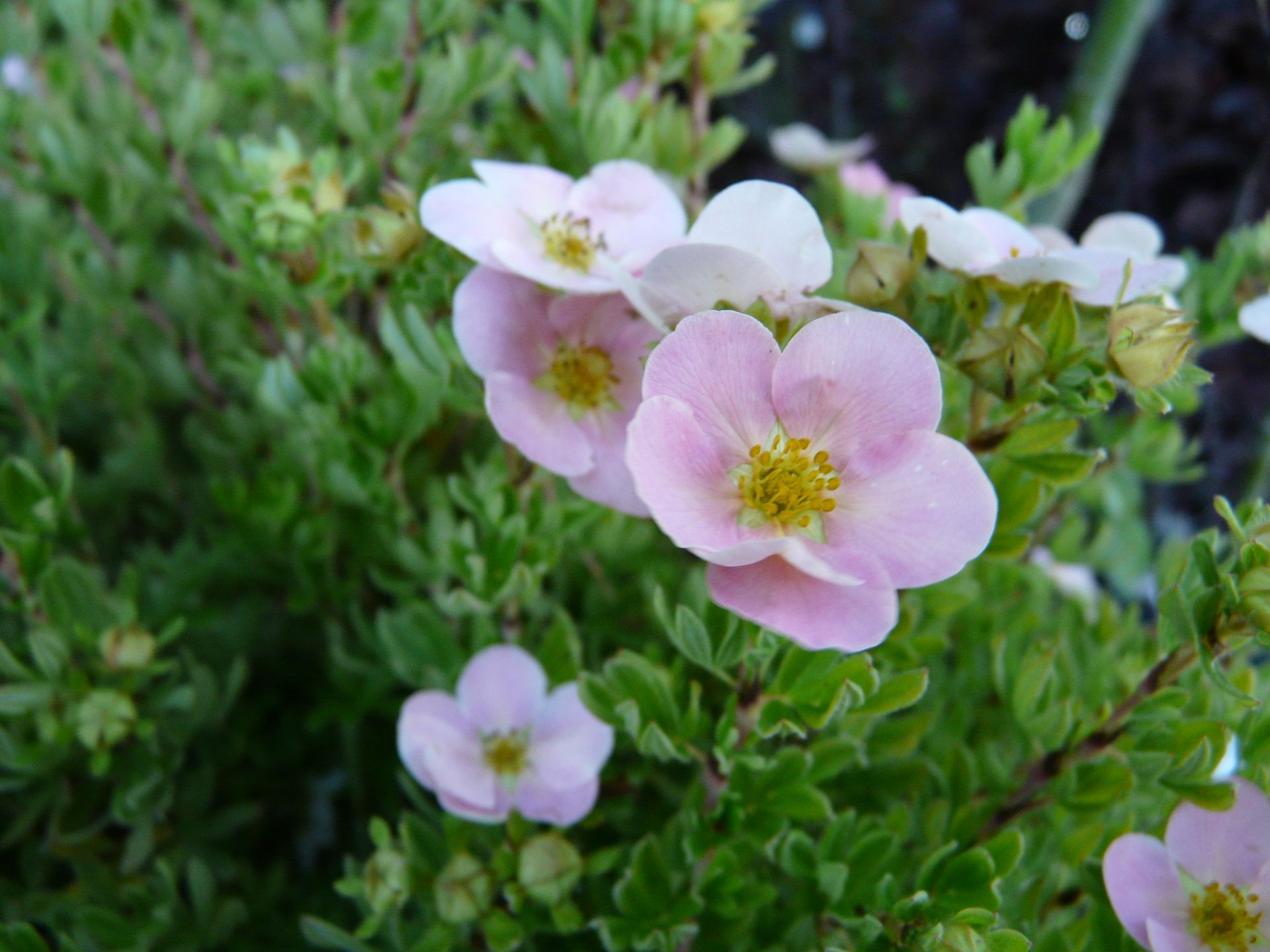 Pink Beauty Cinquefoil