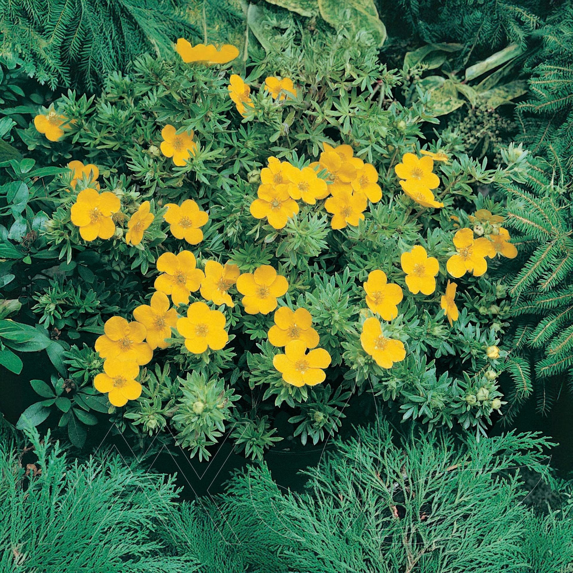 Goldfinger Cinquefoil