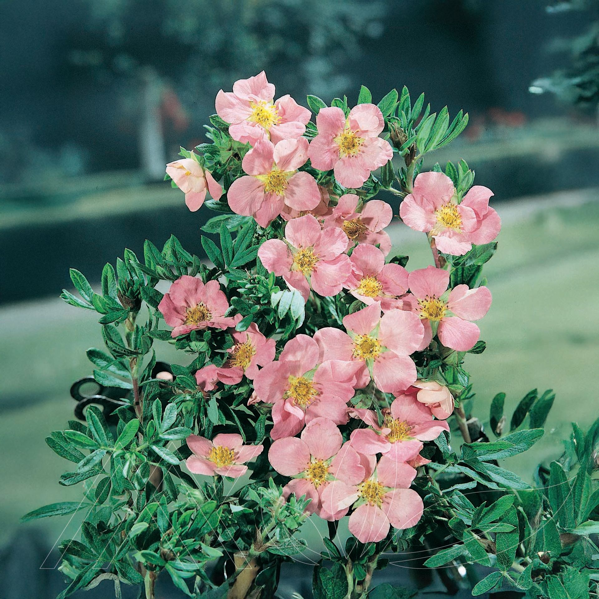 Pink Beauty Cinquefoil