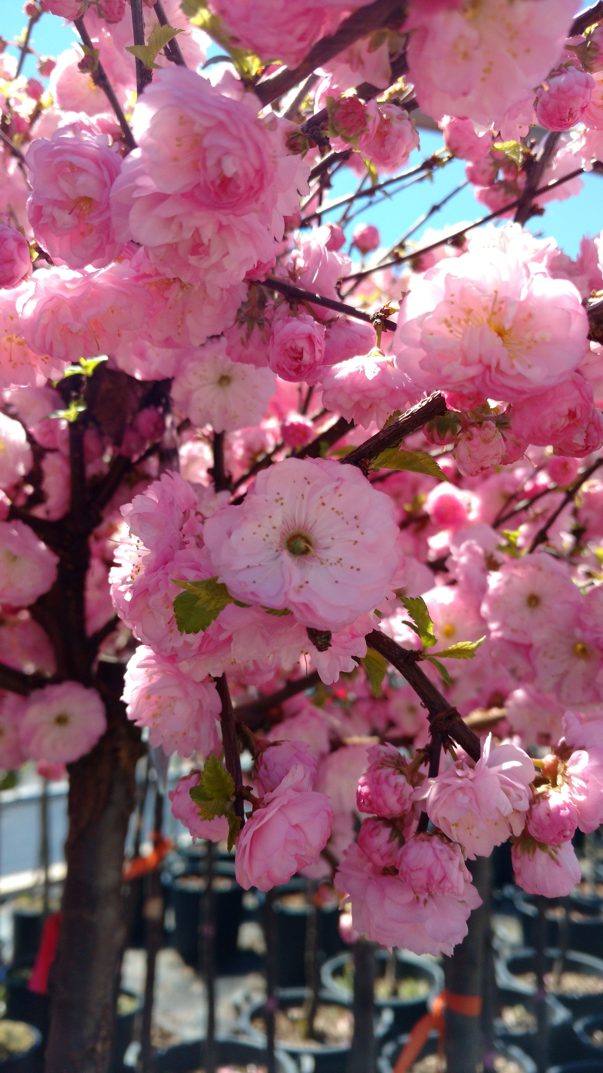 Double Flowering Almond Standard