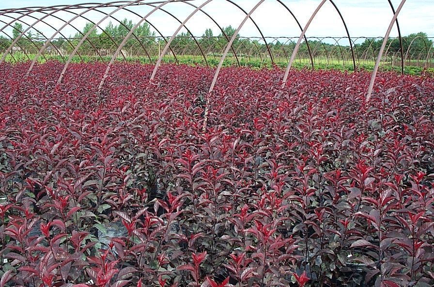 Purpleleaf Sandcherry